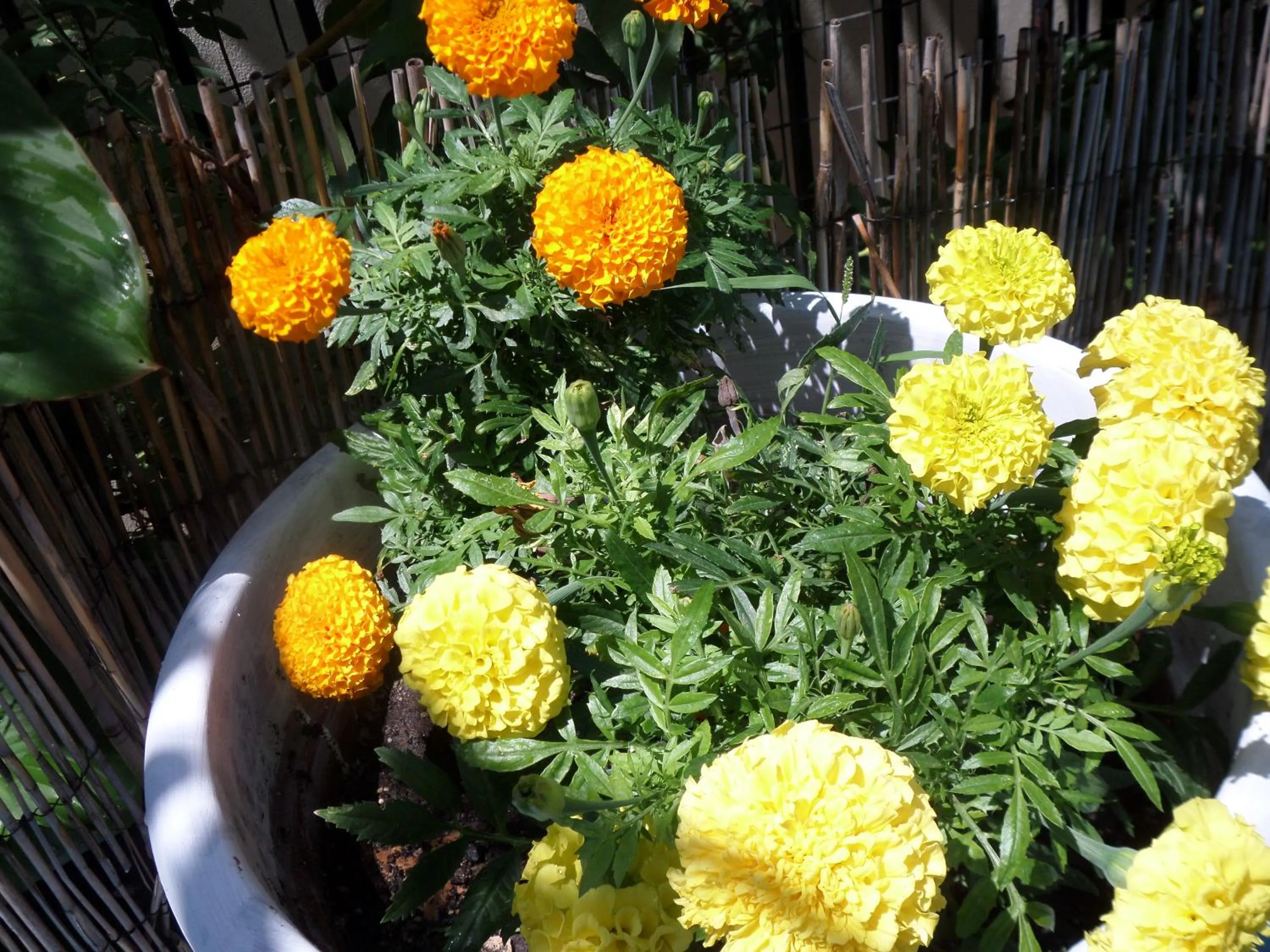 Garden in Artemis Studios & Apartments