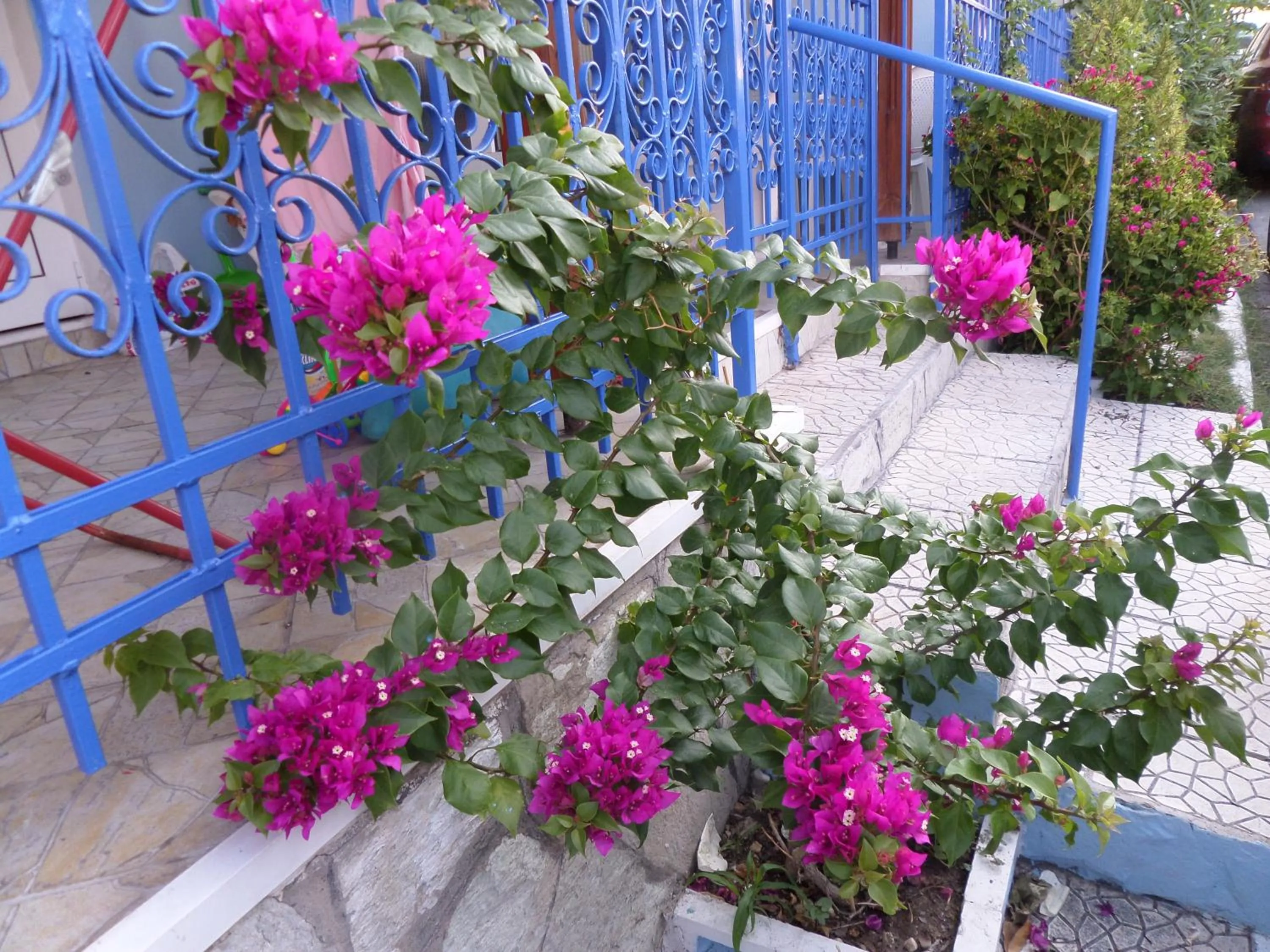 Garden in Artemis Studios & Apartments