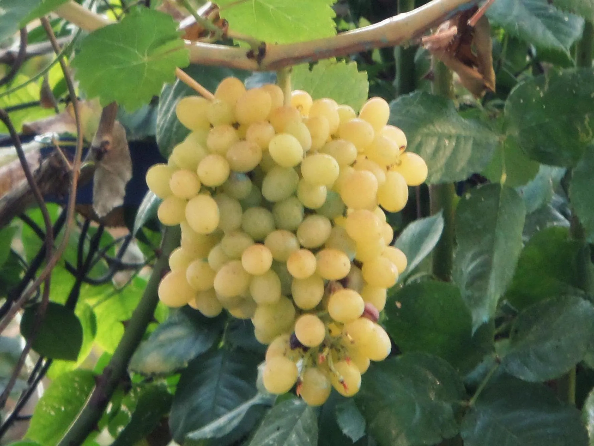 Garden in Artemis Studios & Apartments