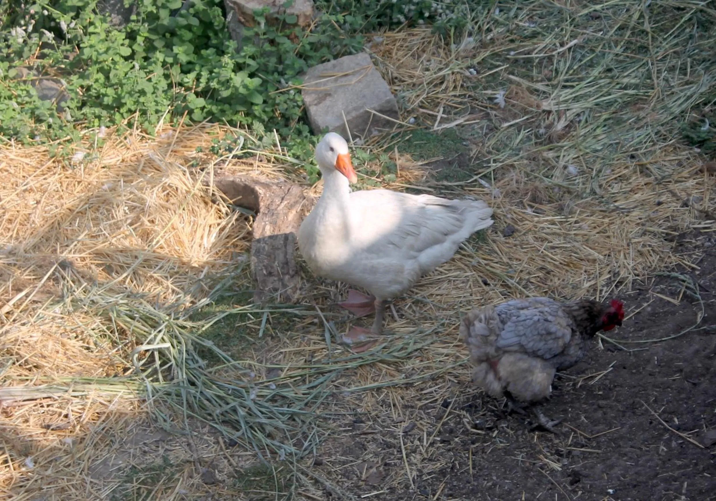 Animals in Quinta da Mata - Turismo de Habitação