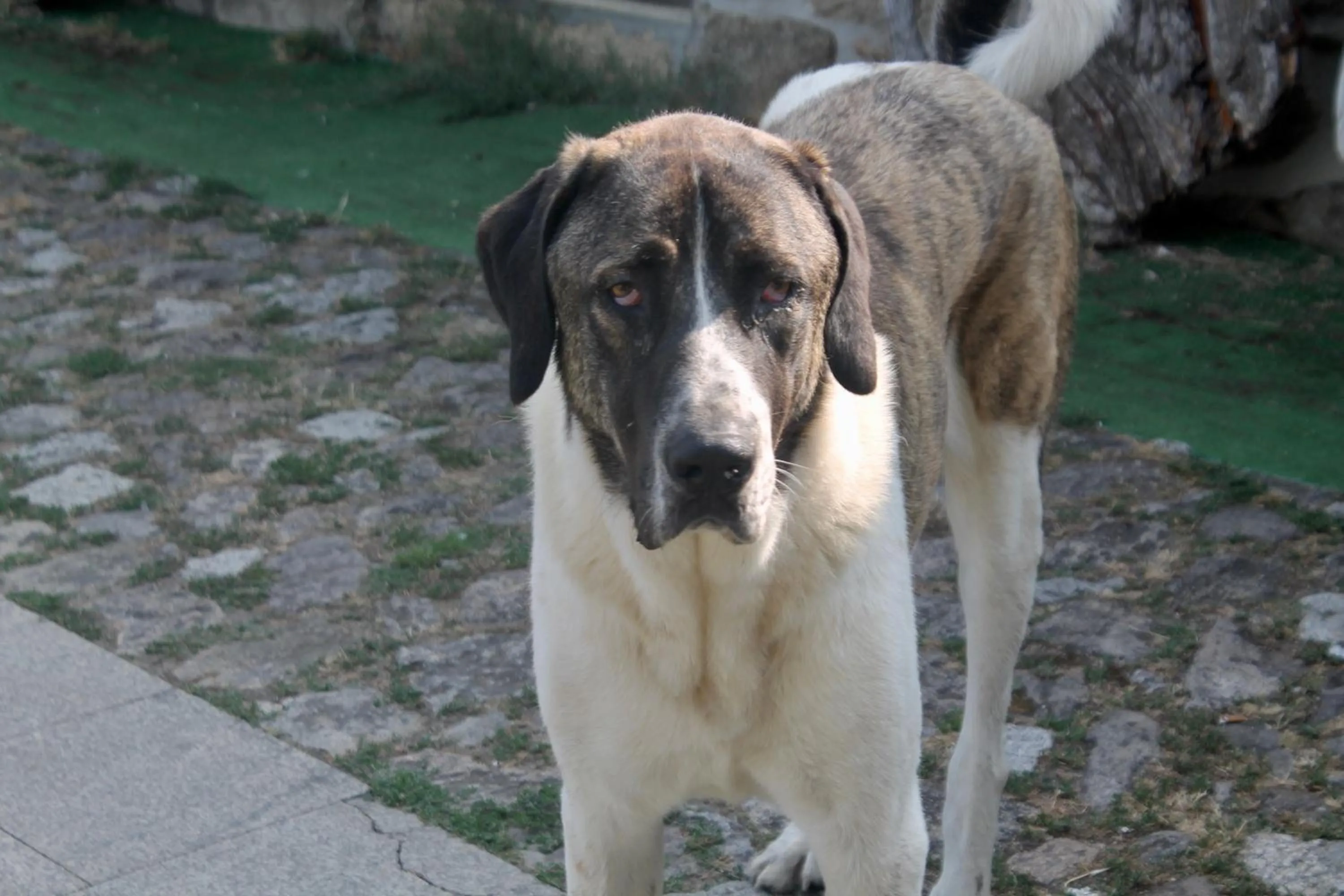 Pets in Quinta da Mata - Turismo de Habitação