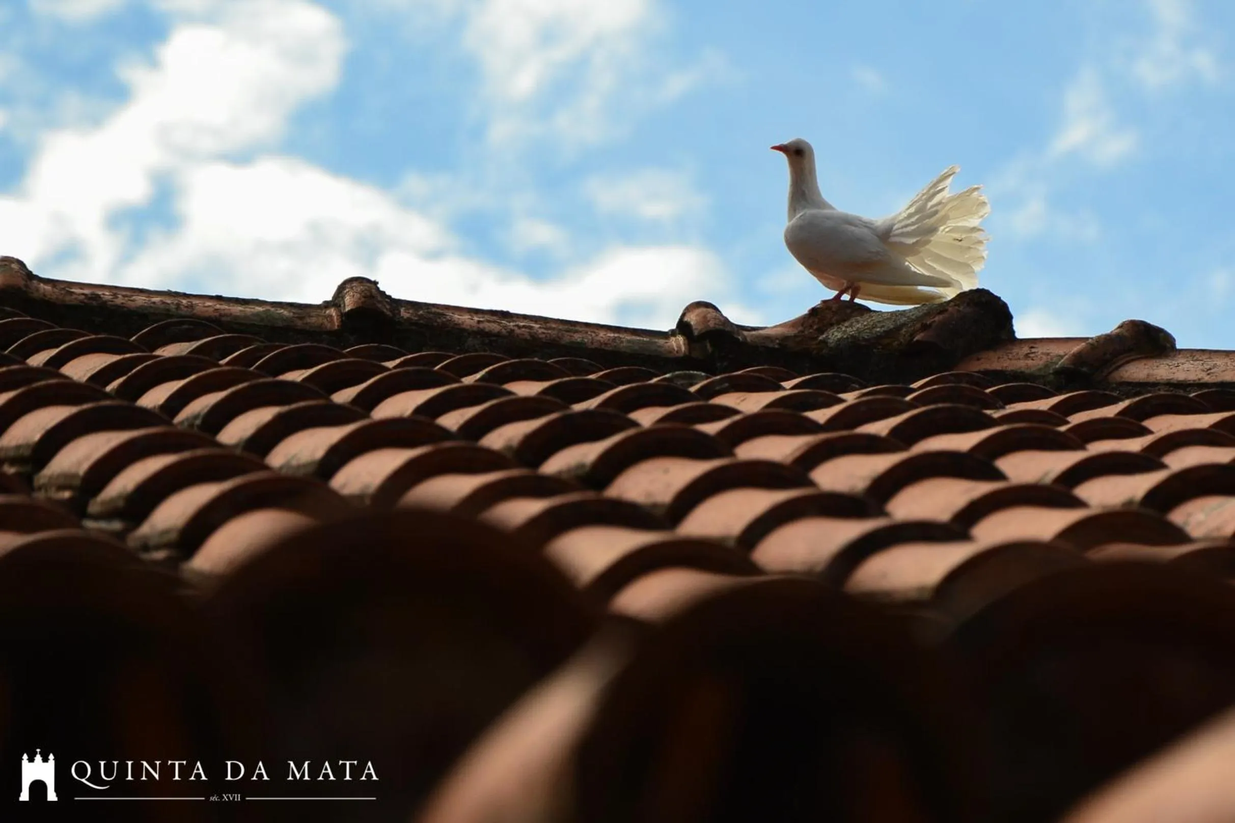 Pets in Quinta da Mata - Turismo de Habitação