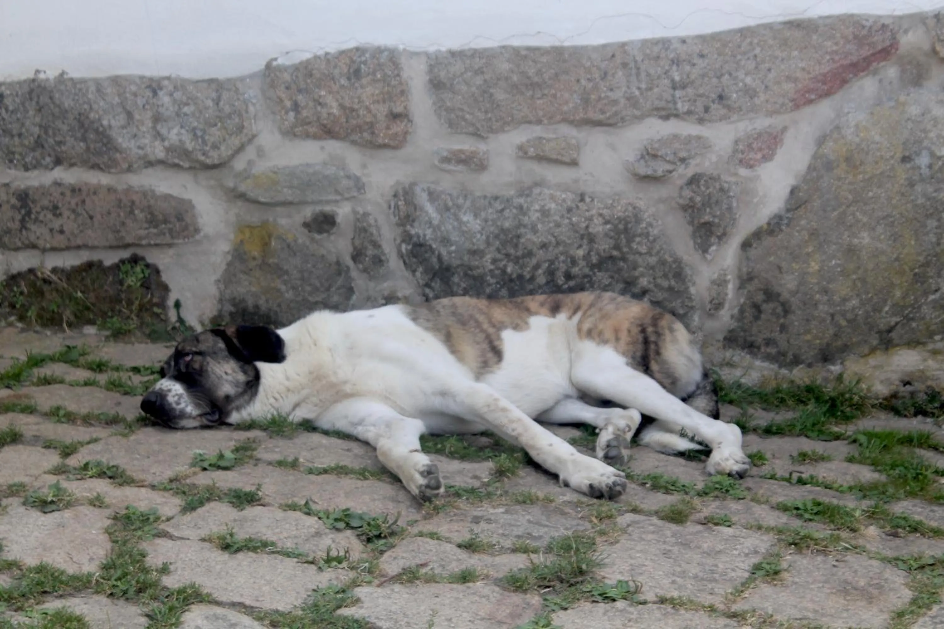 Pets in Quinta da Mata - Turismo de Habitação
