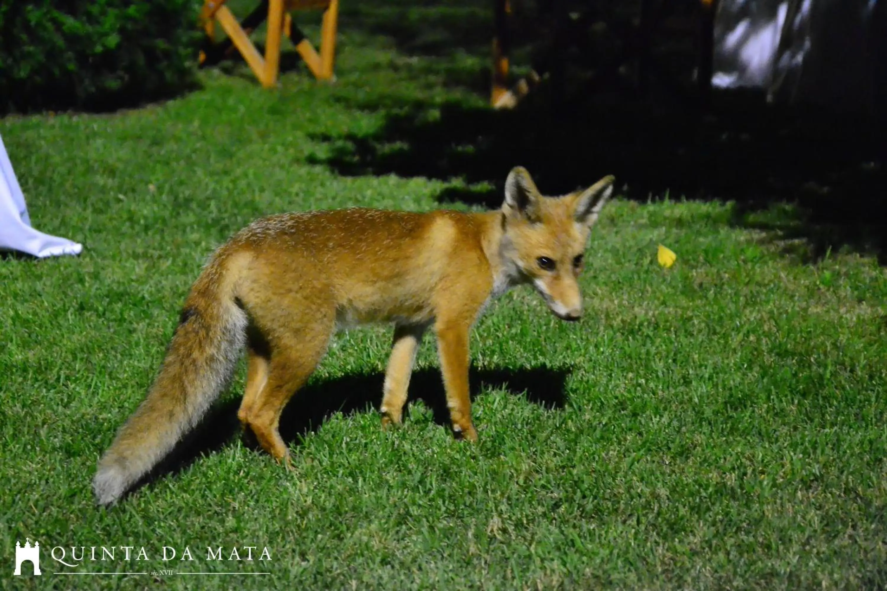 Animals in Quinta da Mata - Turismo de Habitação