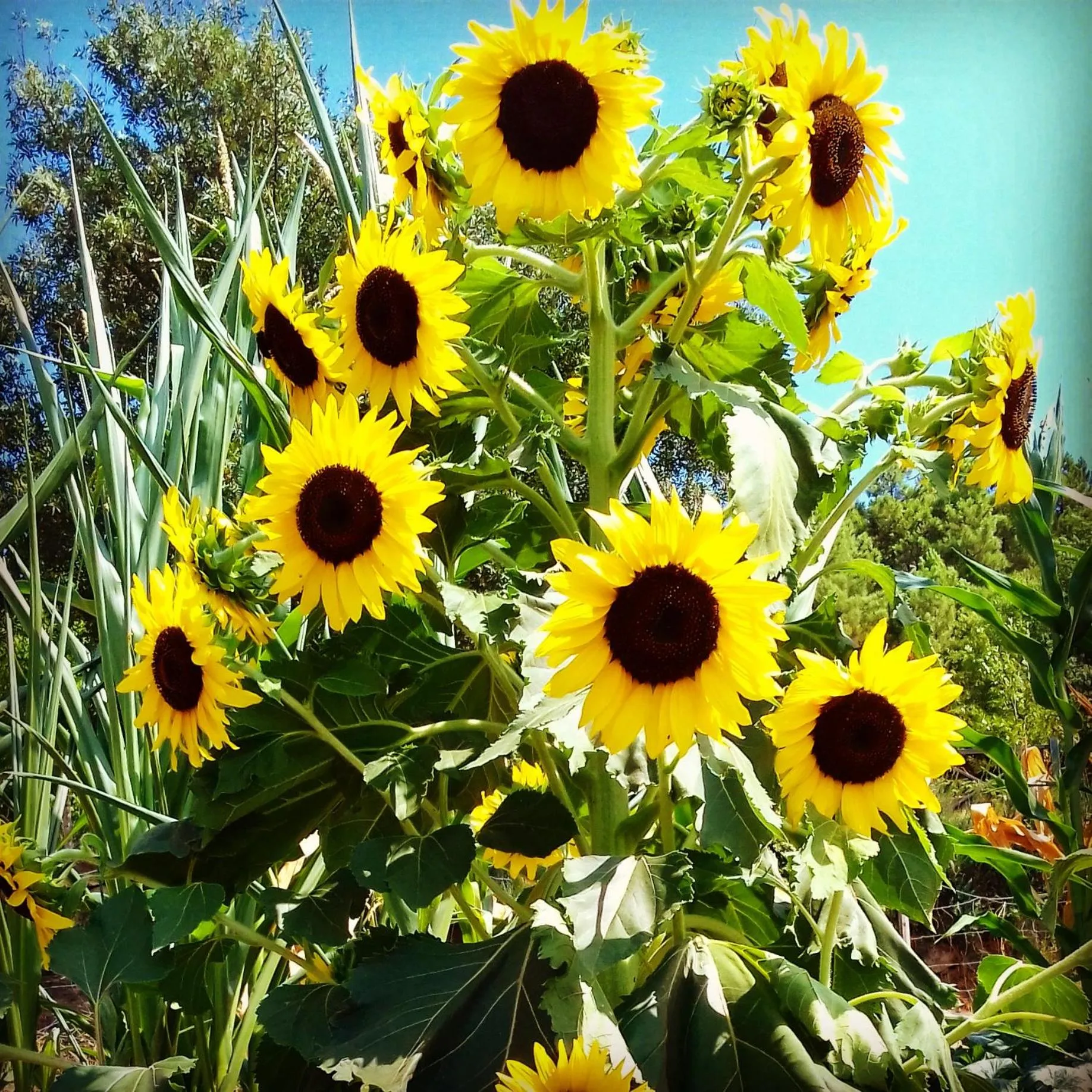 Garden in Quinta da Mata - Turismo de Habitação