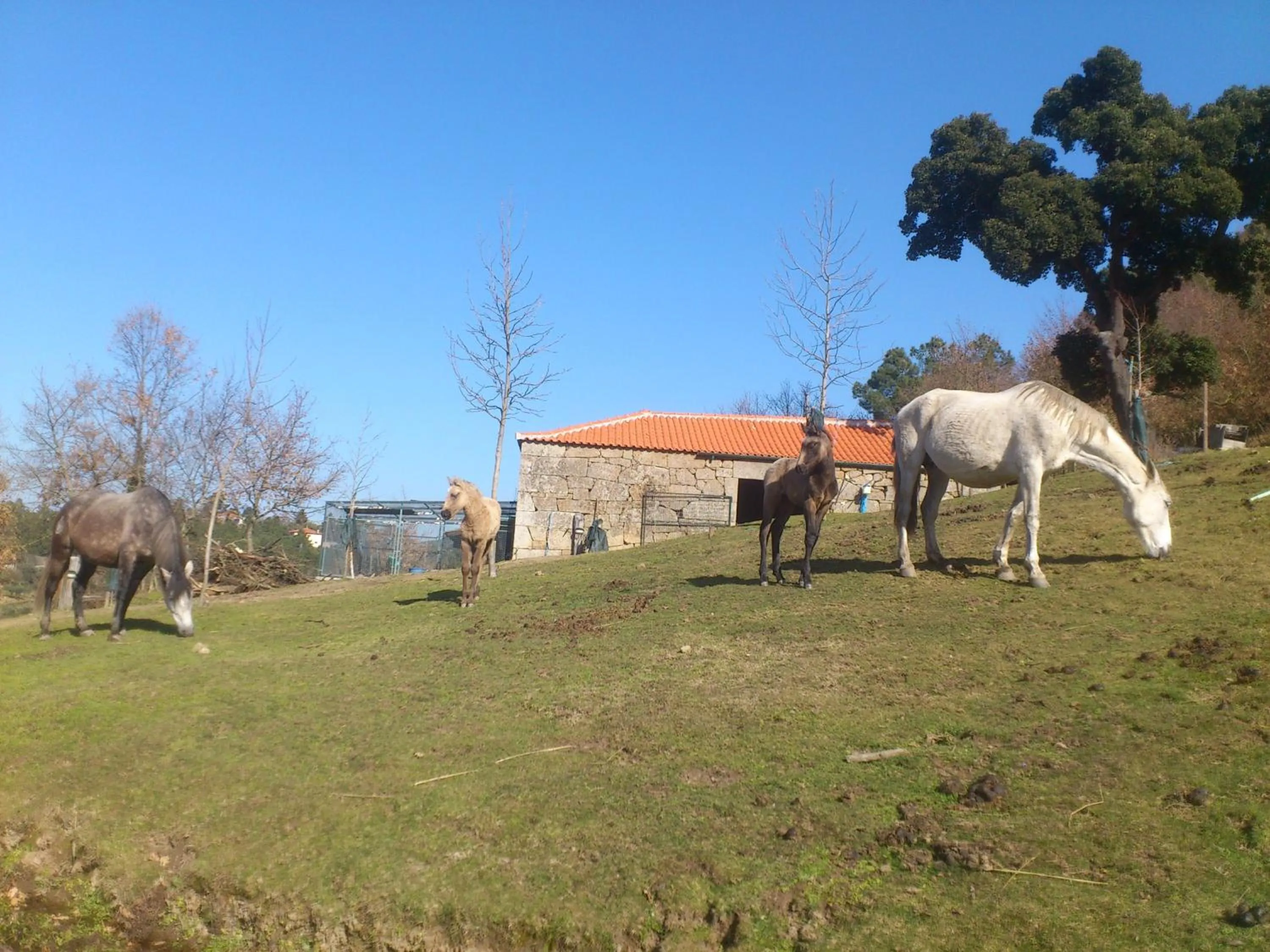 Animals in Quinta da Mata - Turismo de Habitação