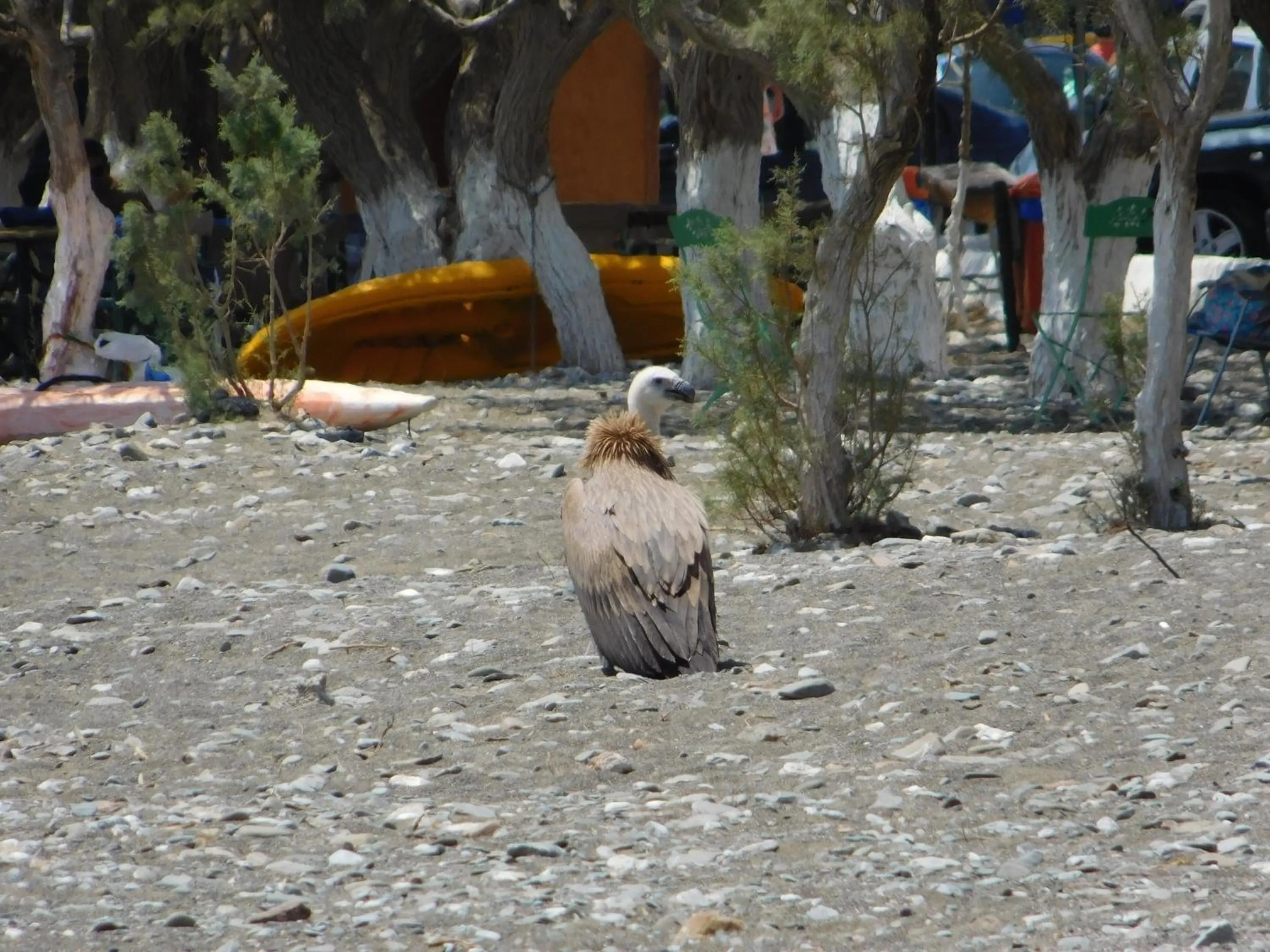 Natural landscape in Apollon