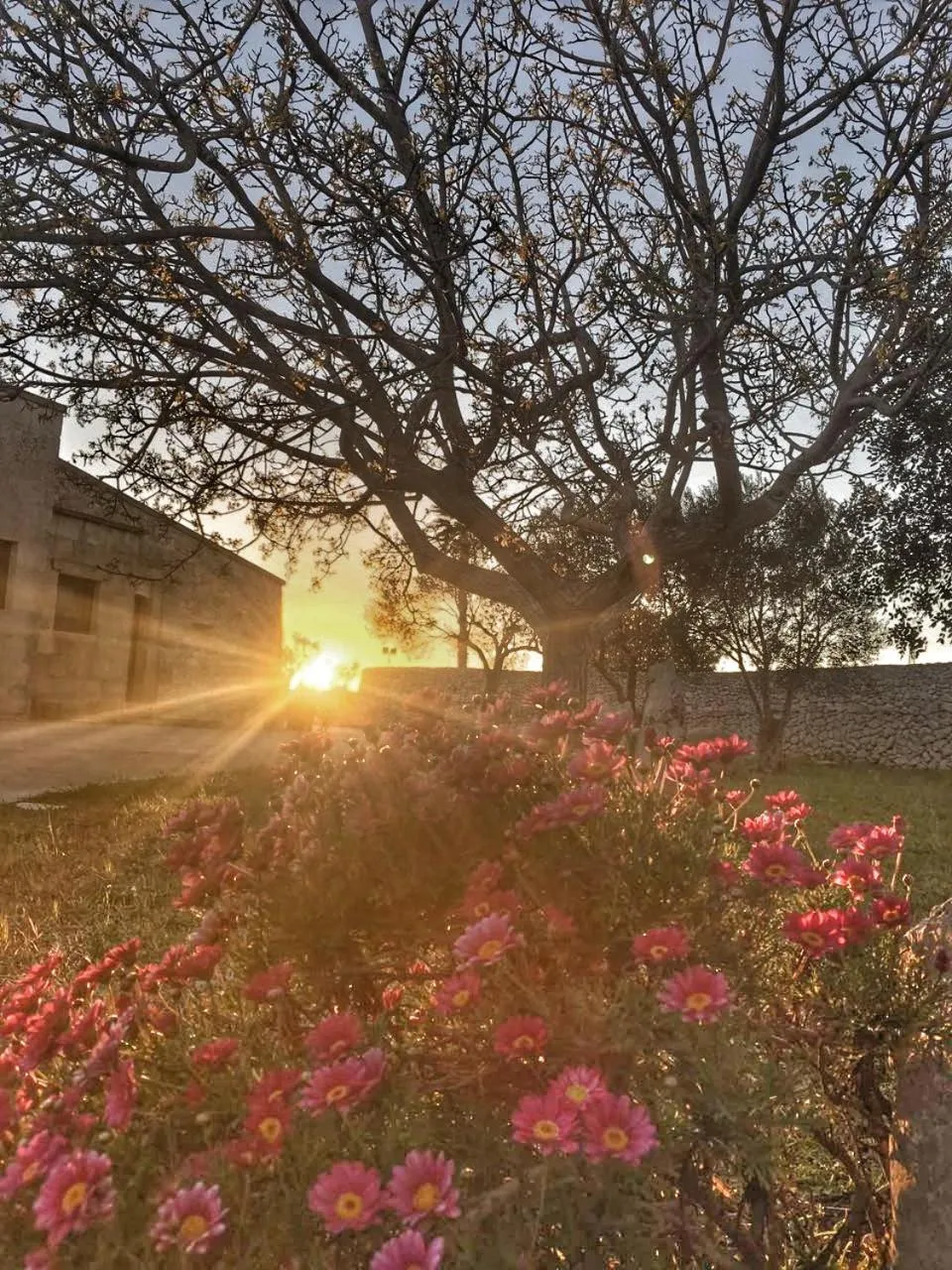 Garden in Don Agostino Relais Masseria