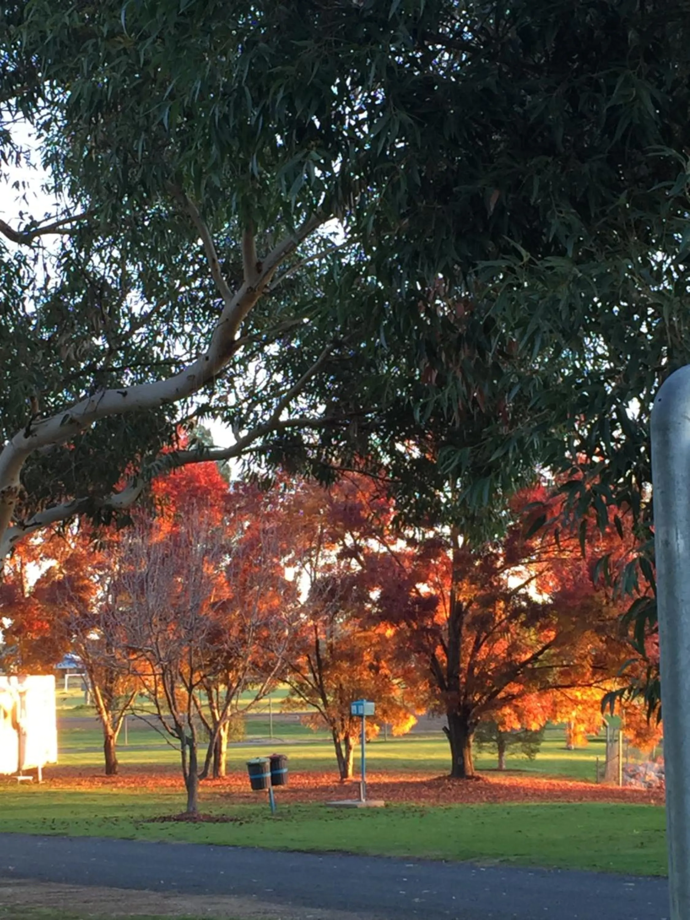 Natural landscape in Junee Tourist Park