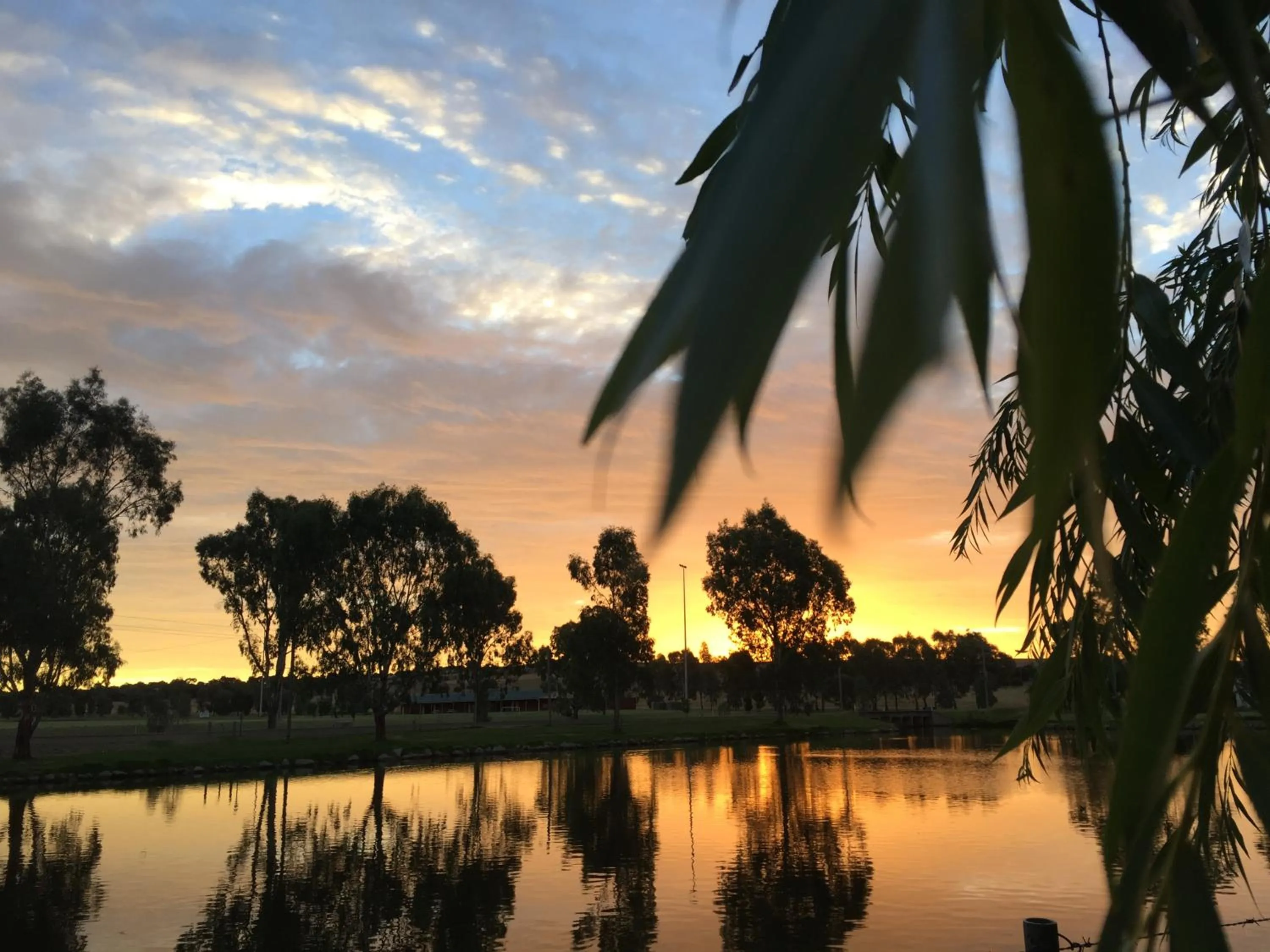 Natural landscape in Junee Tourist Park
