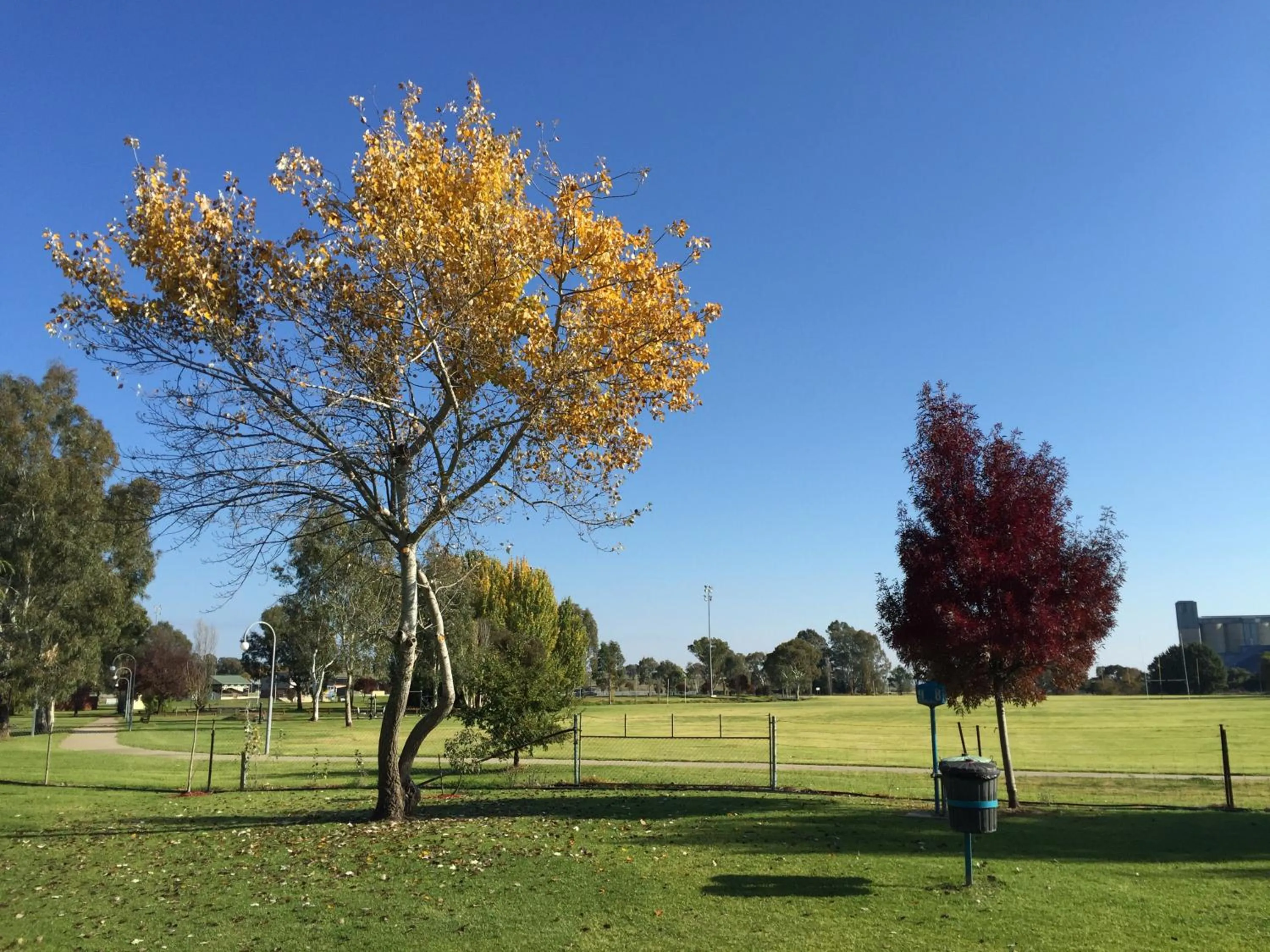 Natural landscape in Junee Tourist Park