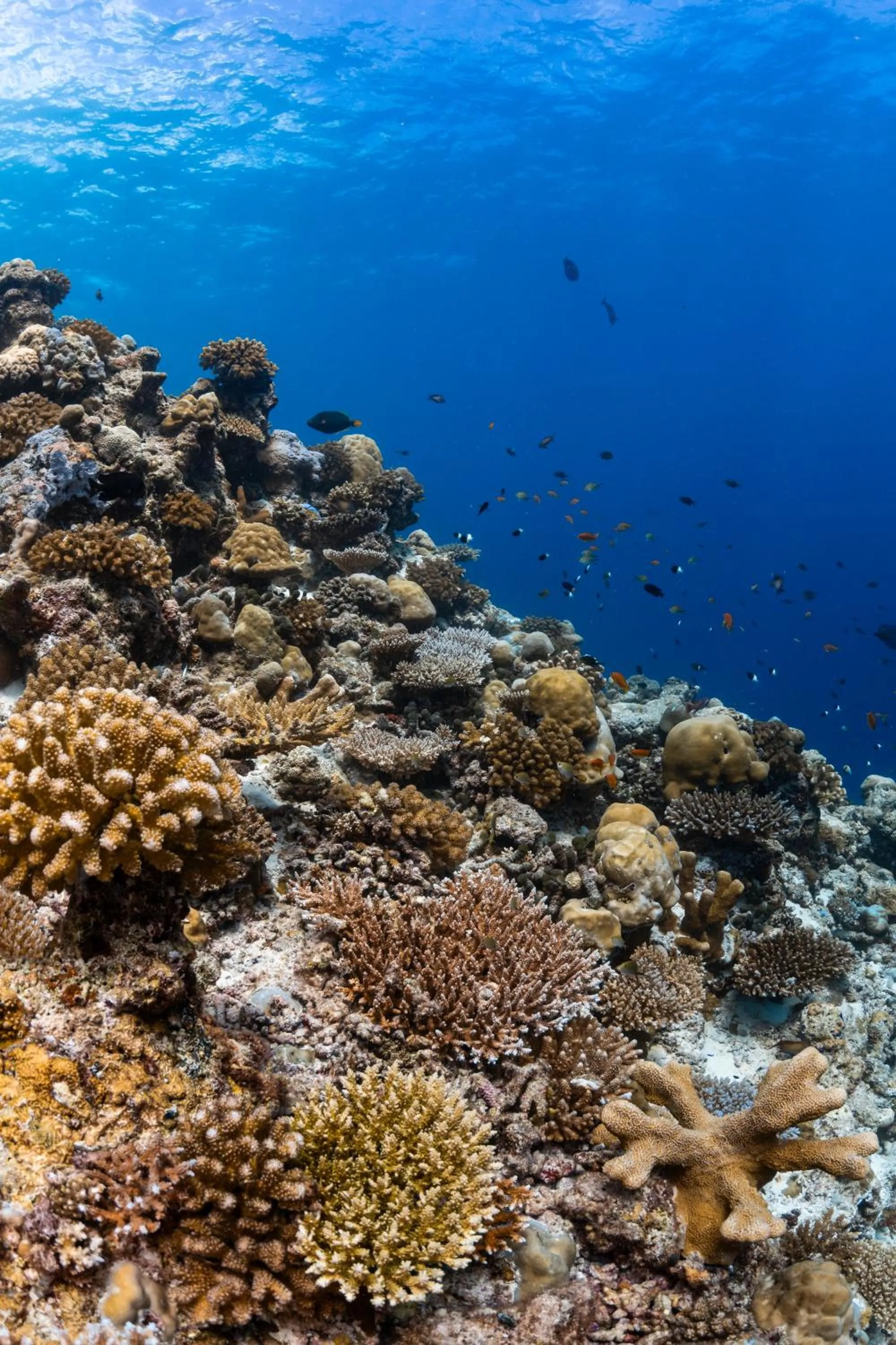 Snorkeling in Finolhu, A Seaside Collection Resort, a Member of Design Hotels