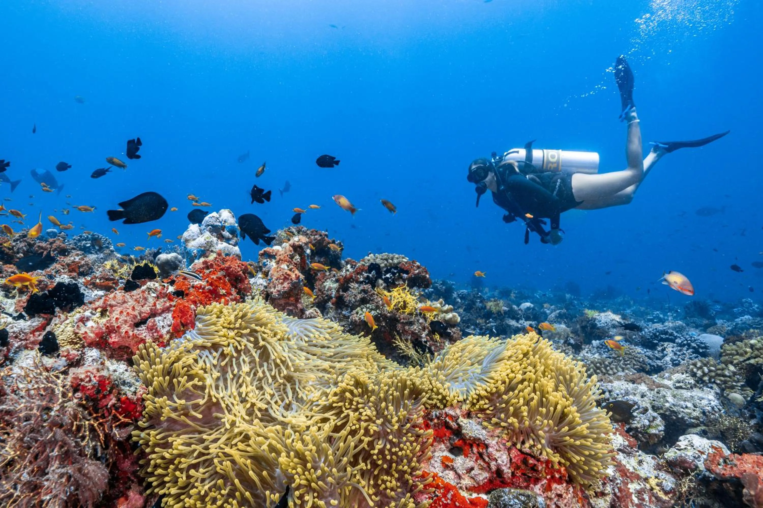 Diving in Finolhu, A Seaside Collection Resort, a Member of Design Hotels