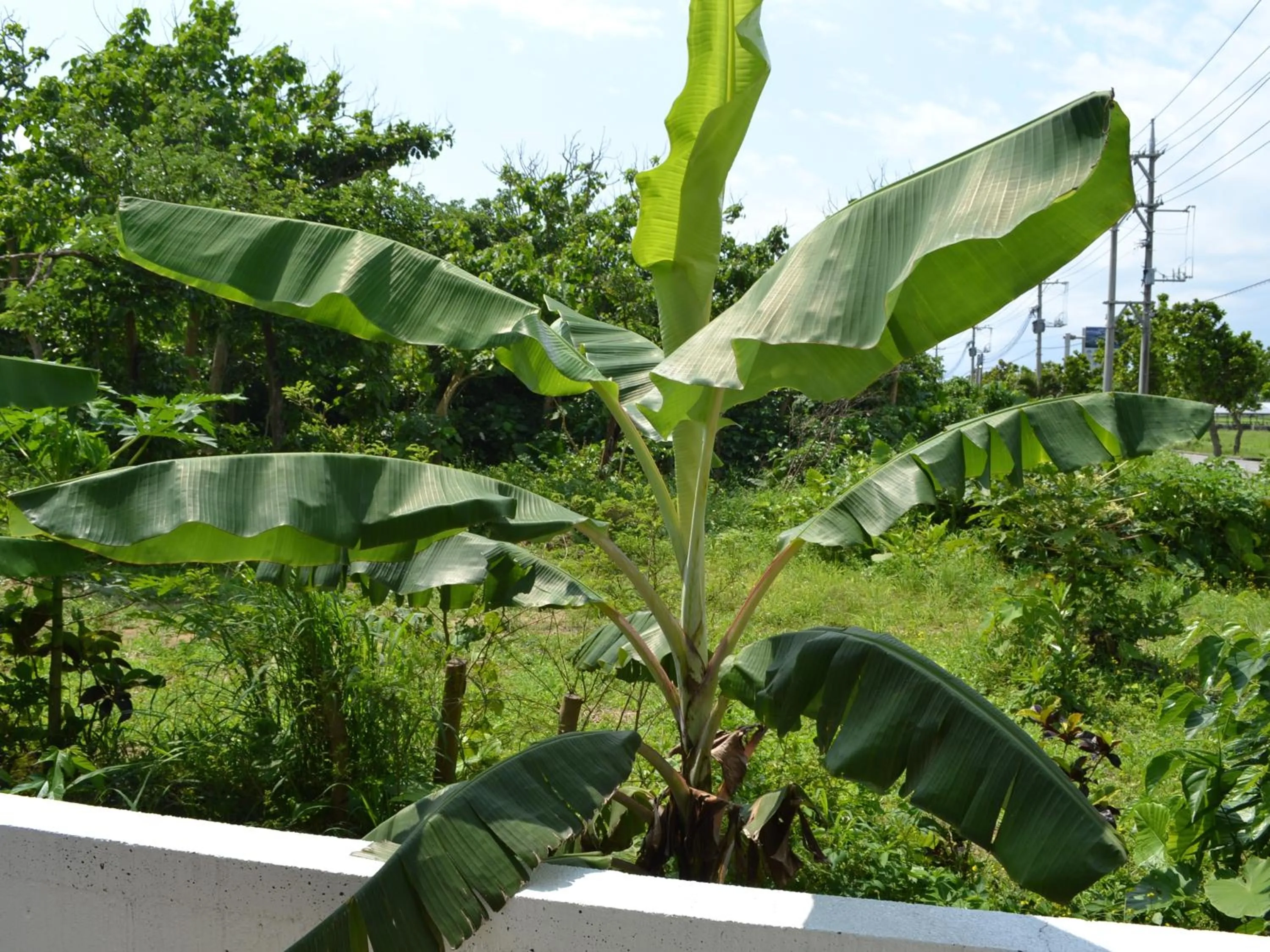 Balcony/Terrace in Nata Beach Villa