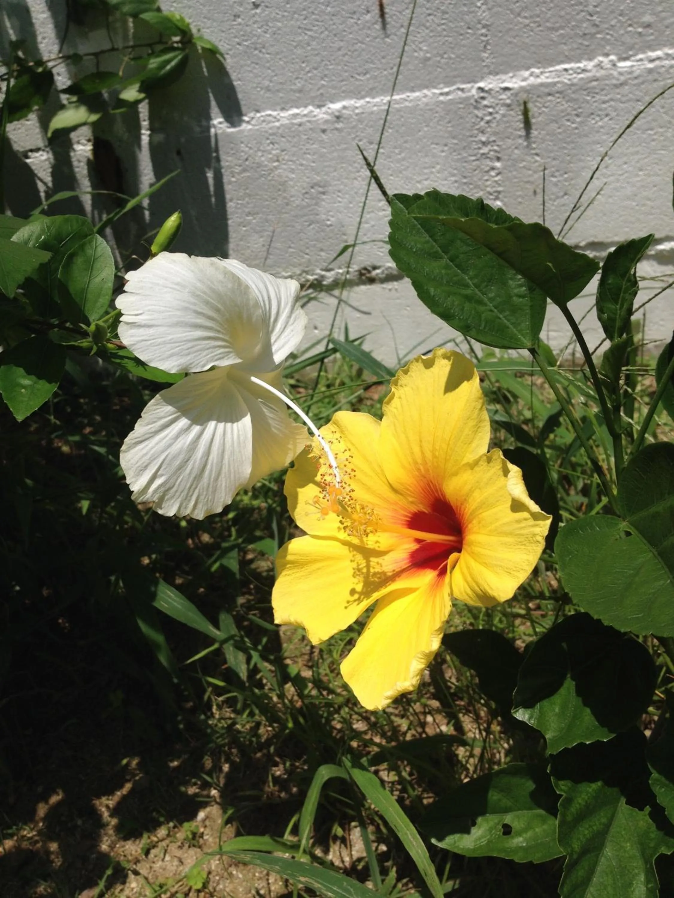 Natural landscape in Nata Beach Villa
