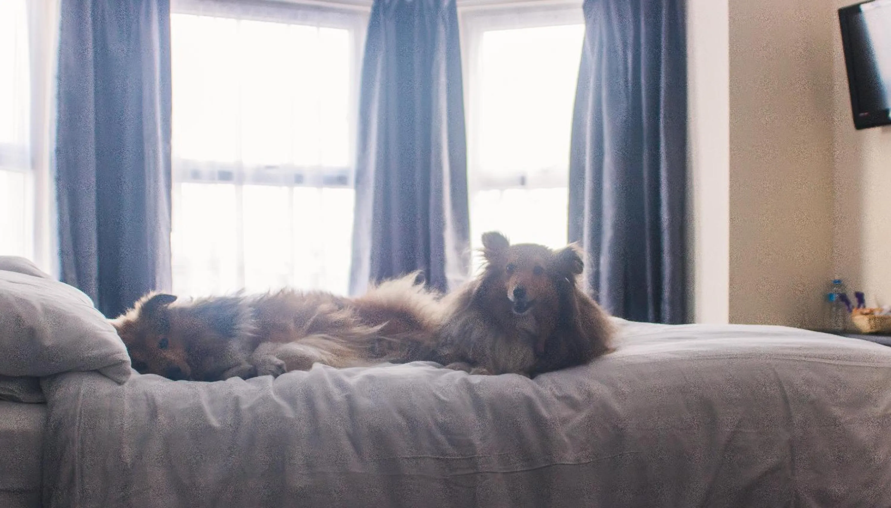 Bed in Wellesley Park Hotel