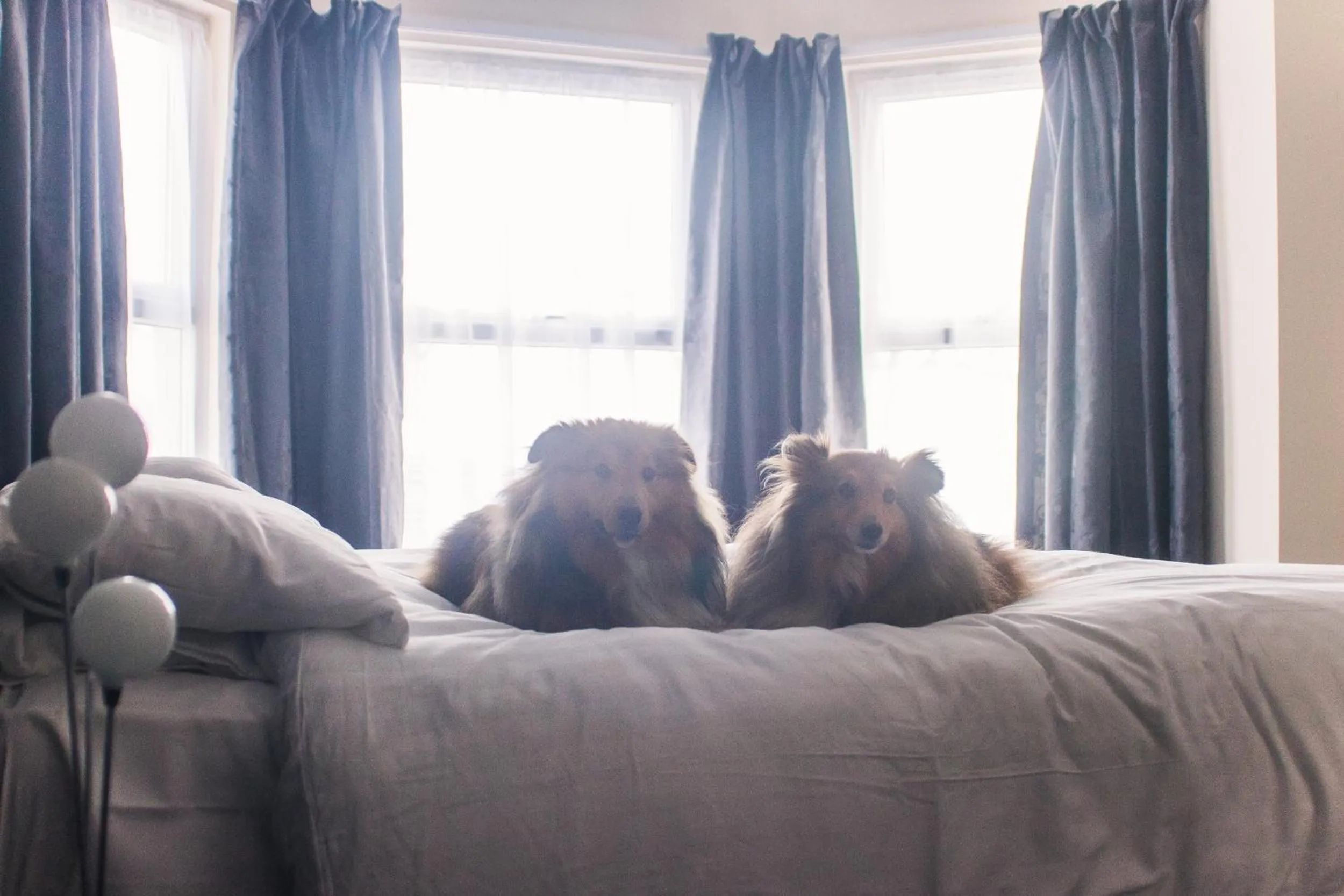 Bed in Wellesley Park Hotel