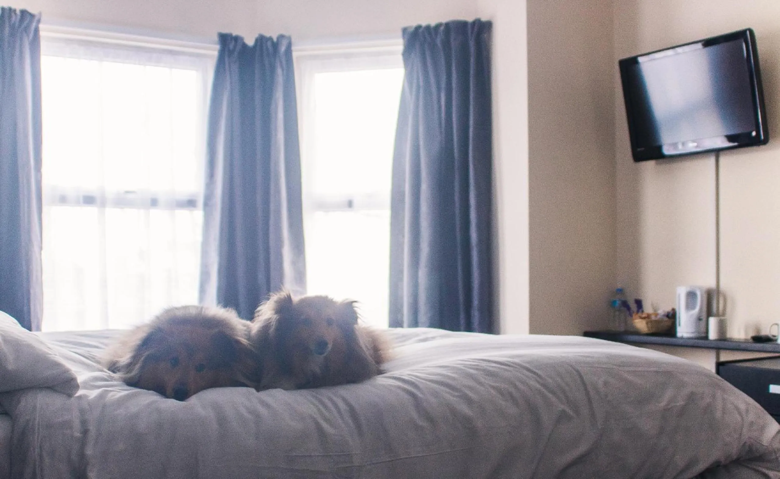 Day, Bed in Wellesley Park Hotel