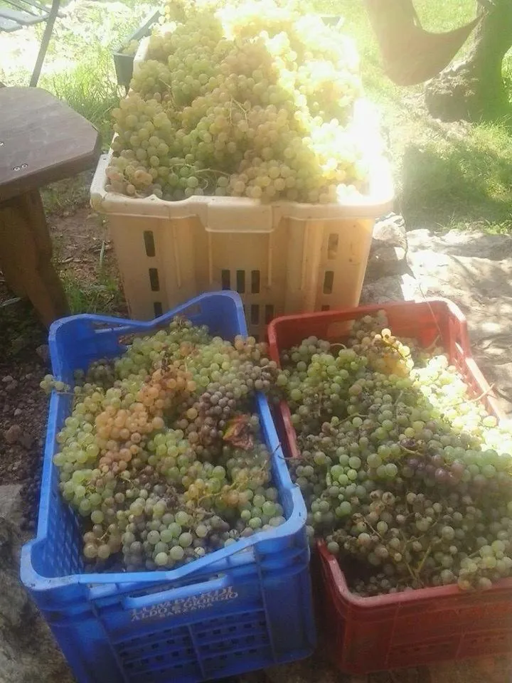 Activities in La Fattoria di Nonna Eugenia