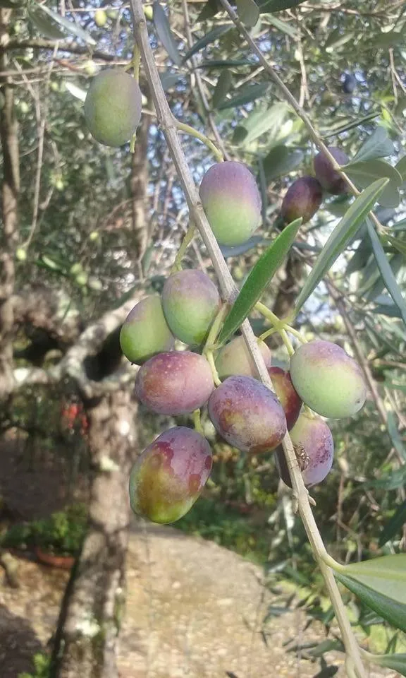 Garden in La Fattoria di Nonna Eugenia