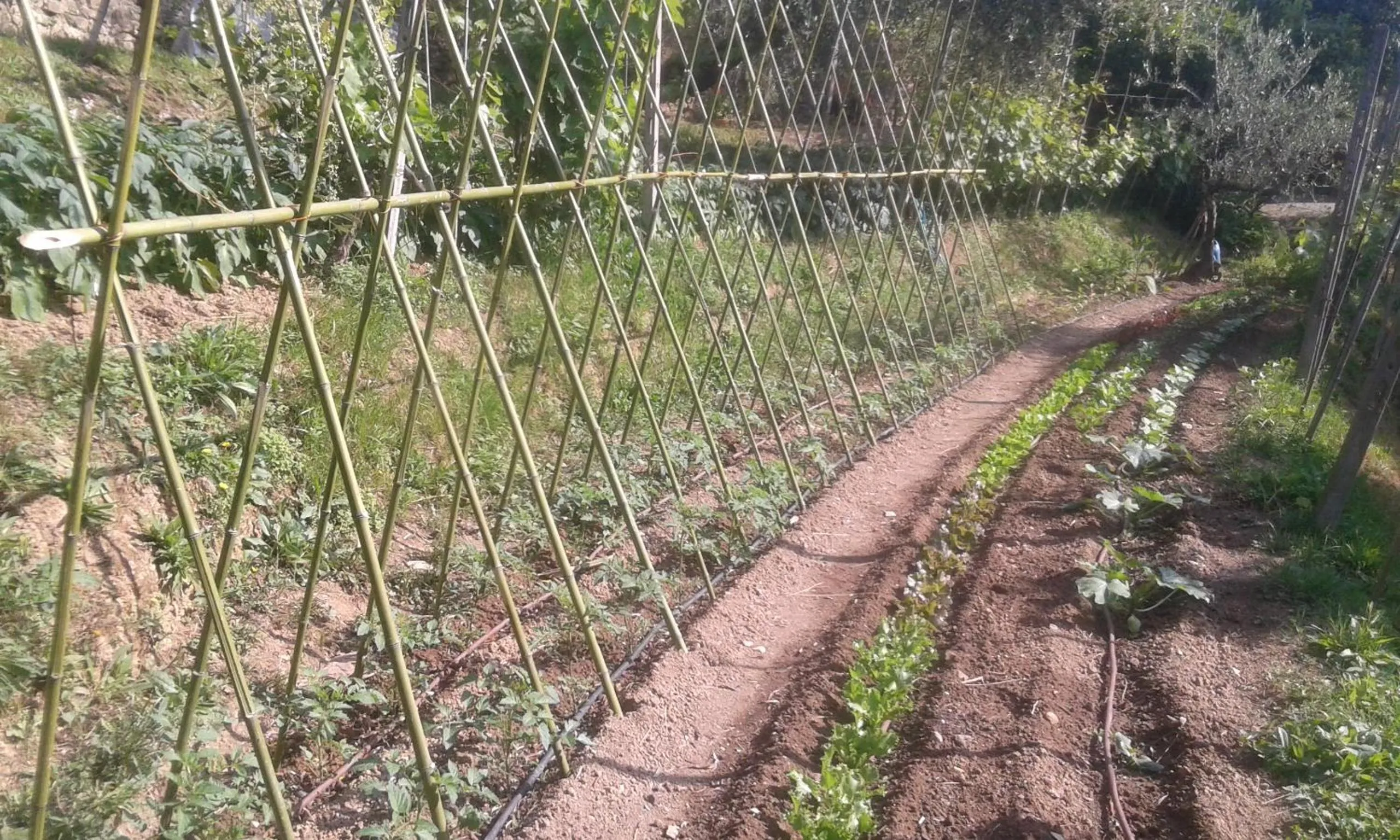 Garden in La Fattoria di Nonna Eugenia