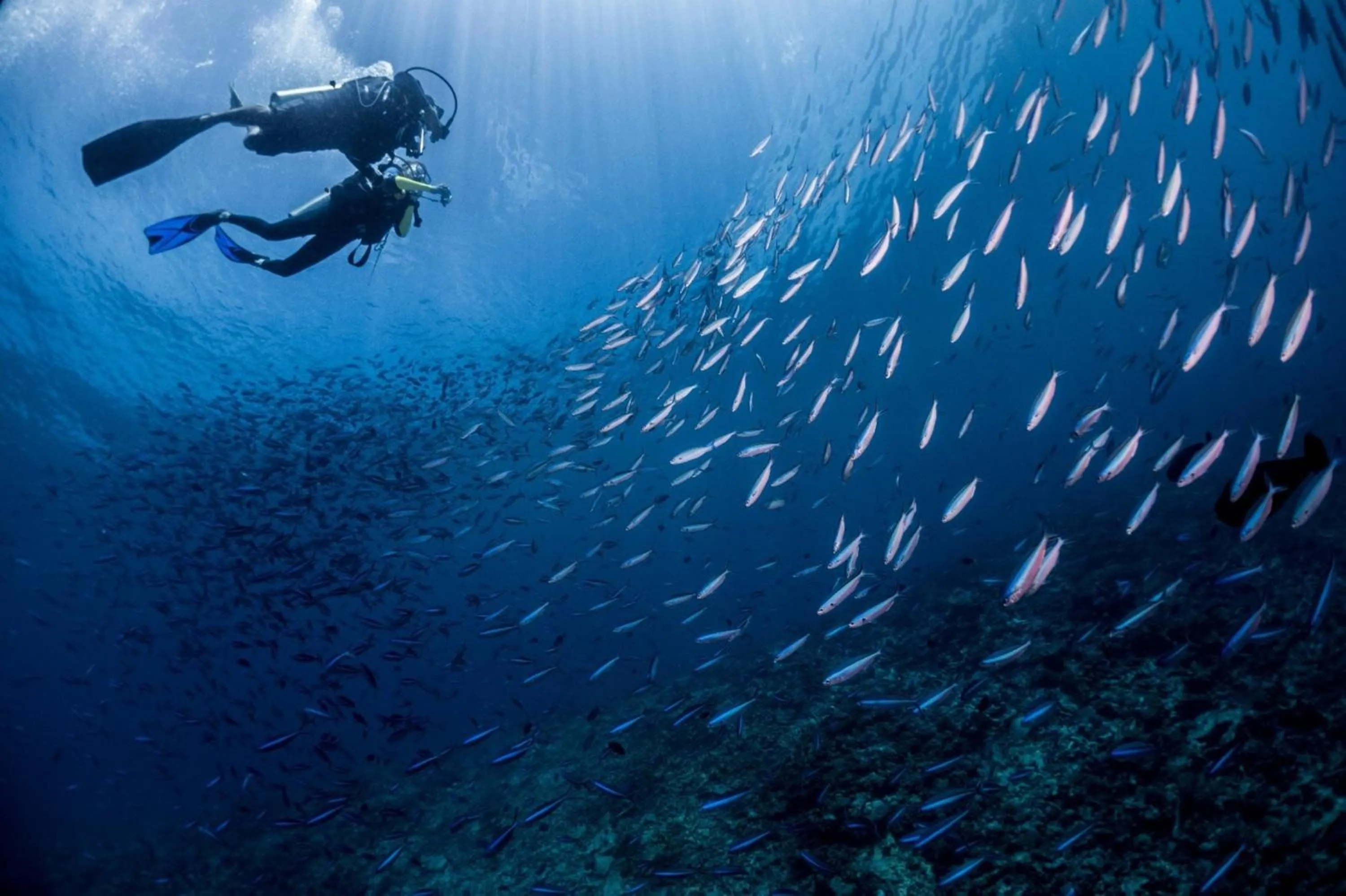 Diving in Mercure Maldives Kooddoo - Adults-Only Escape - 50 percent off Domestic Transfers