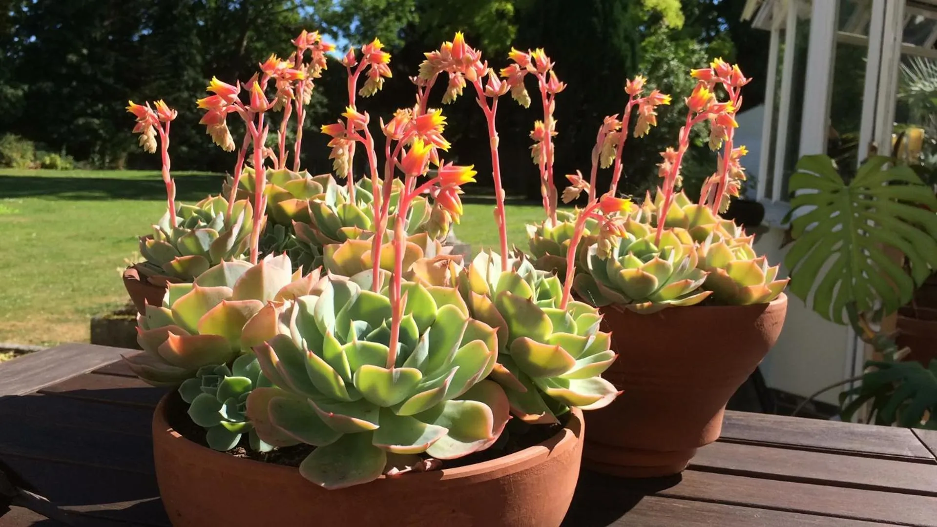 Spring in Little Manor