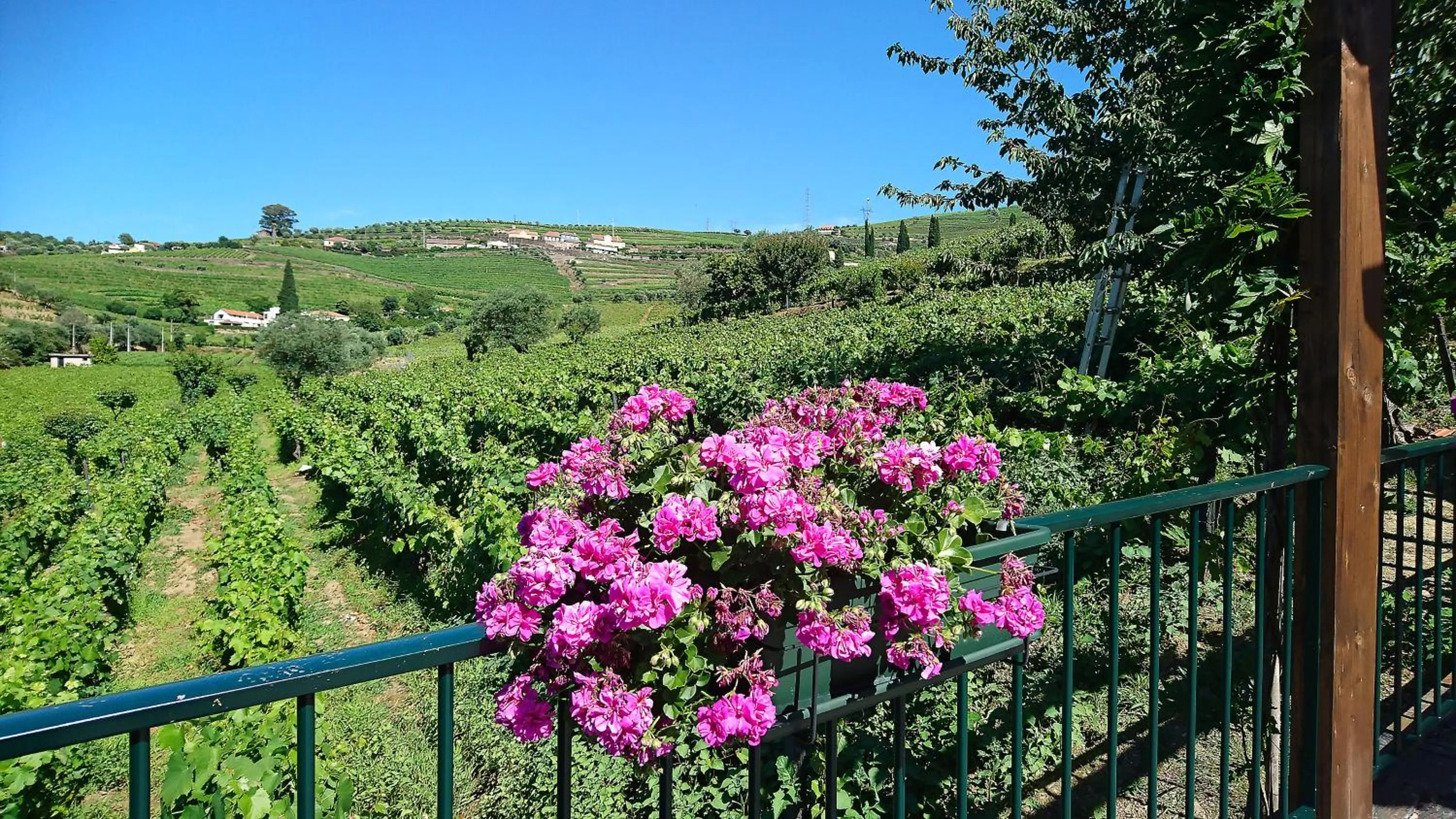 Douro Valley - Casa Vale do Douro