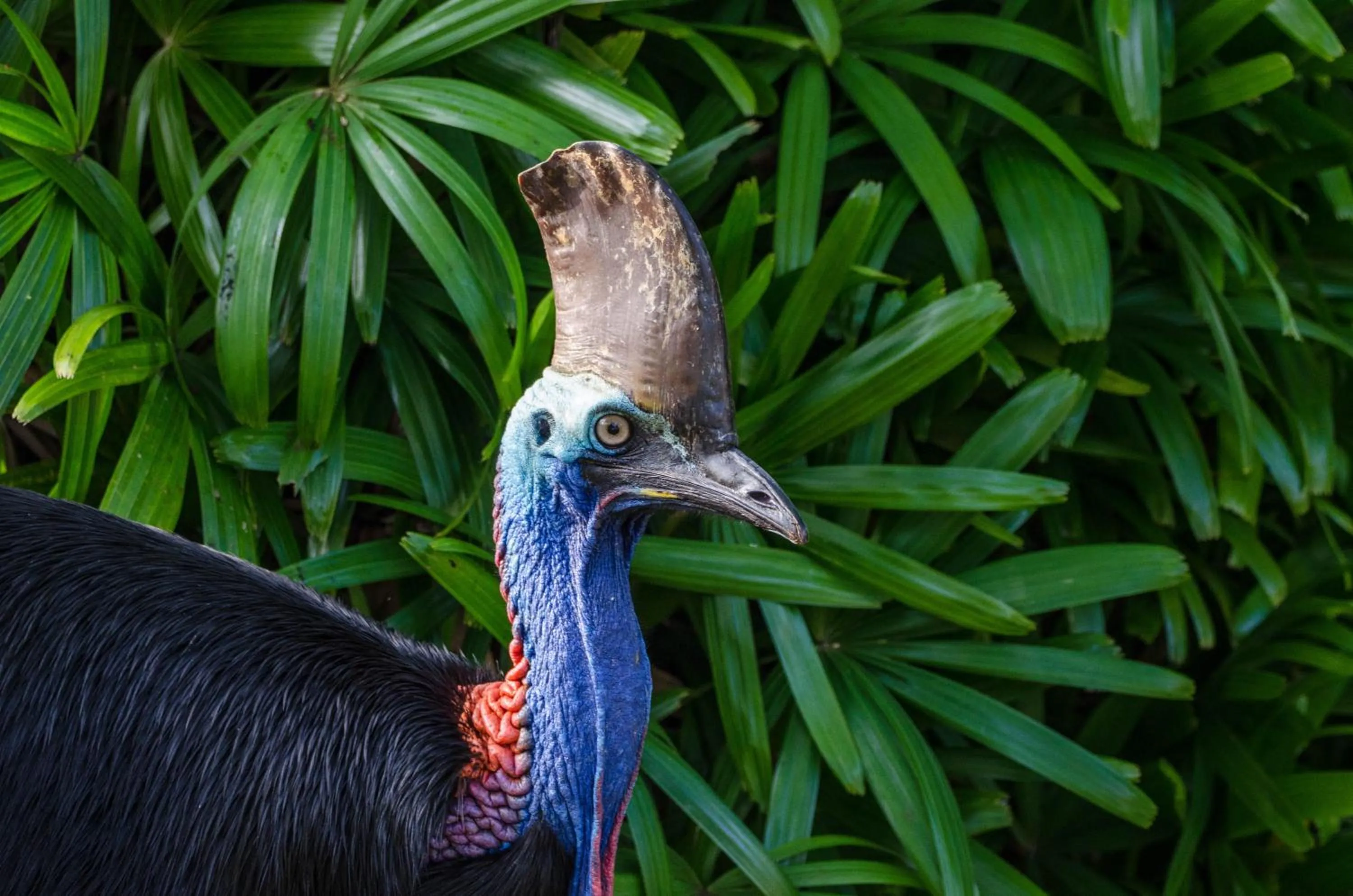 Animals in BIG4 Tasman Holiday Parks - South Mission Beach