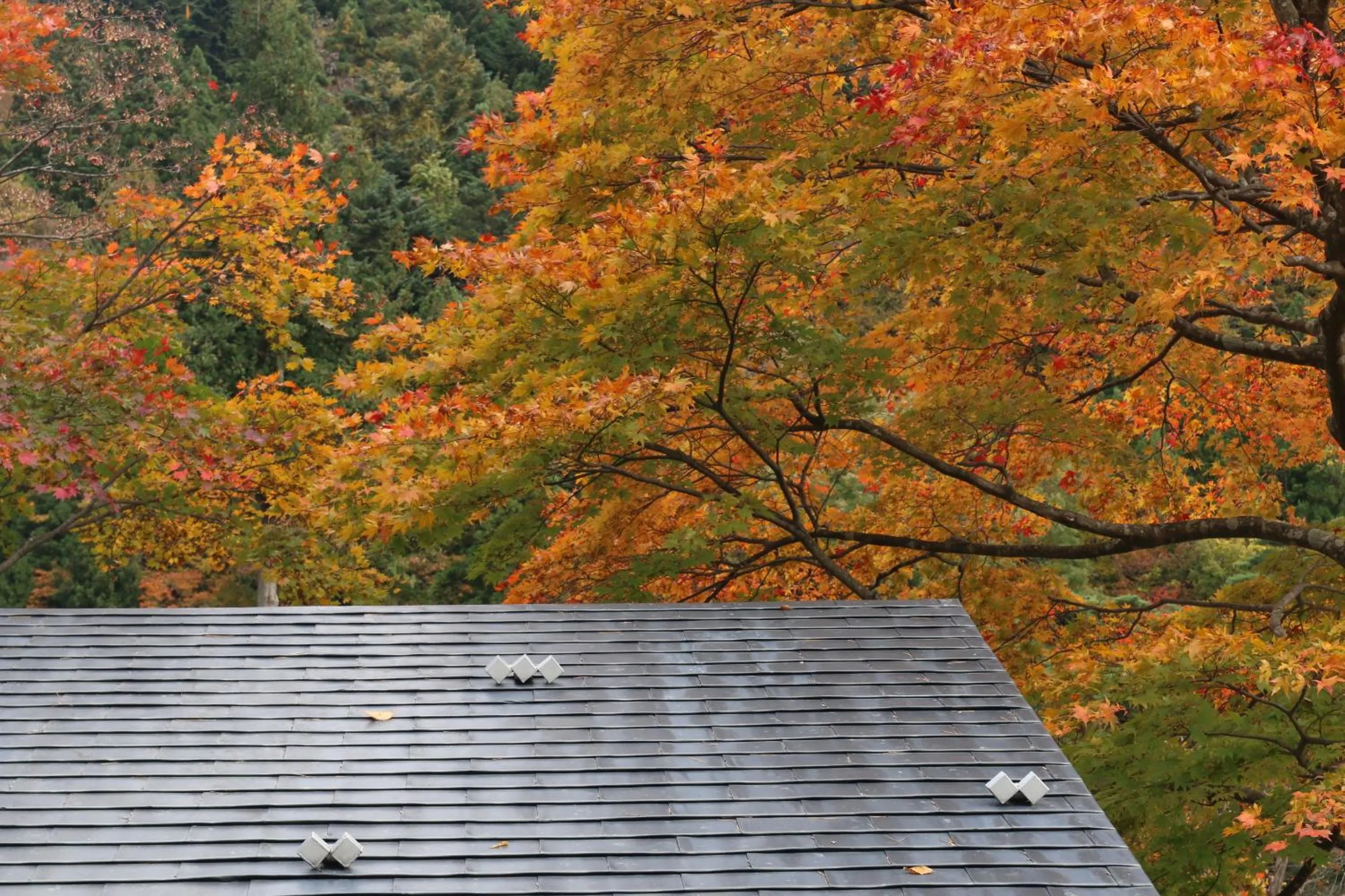 Autumn in Itamuro Onsen Daikokuya