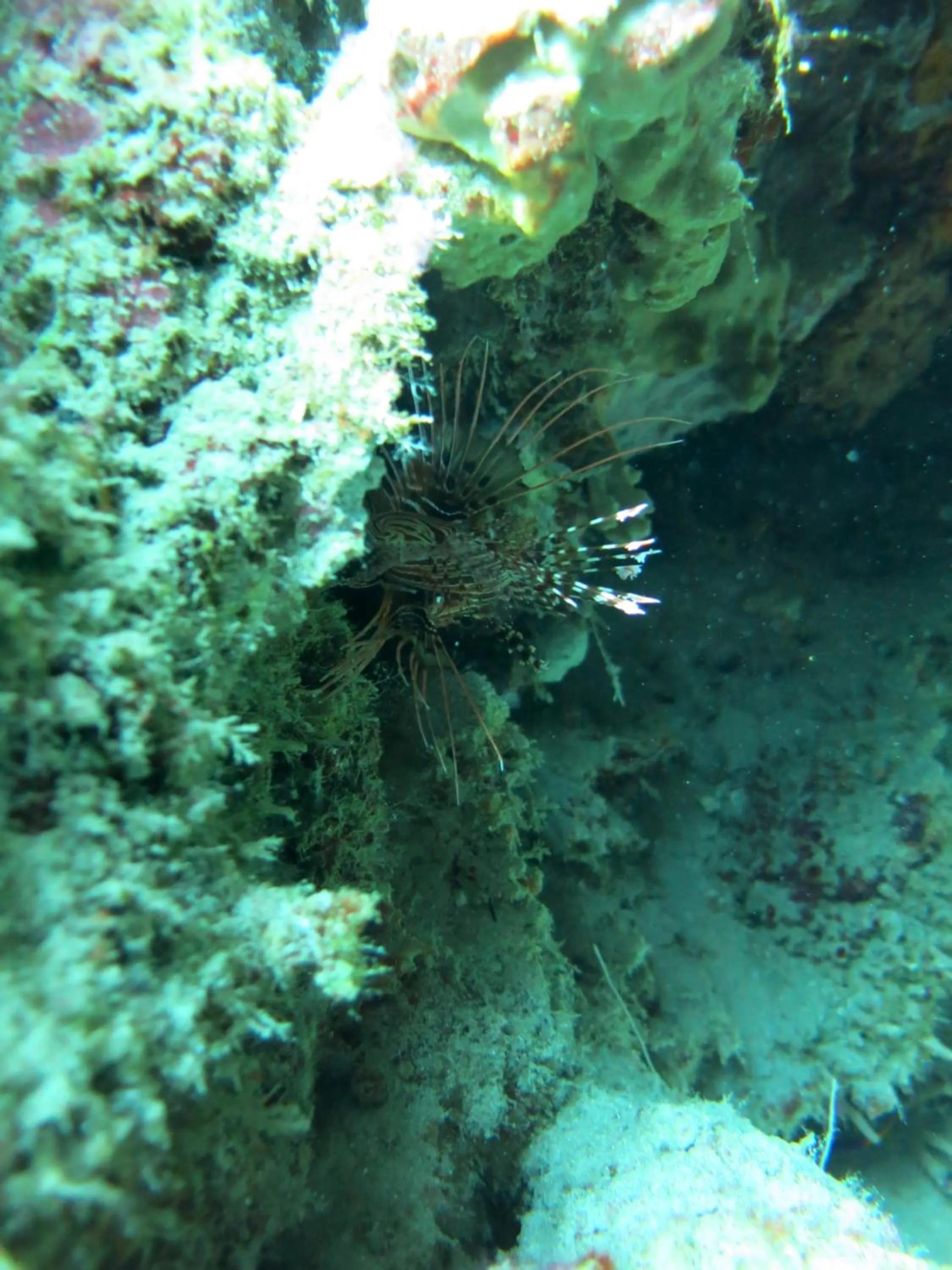 Snorkeling in Pande Guest House