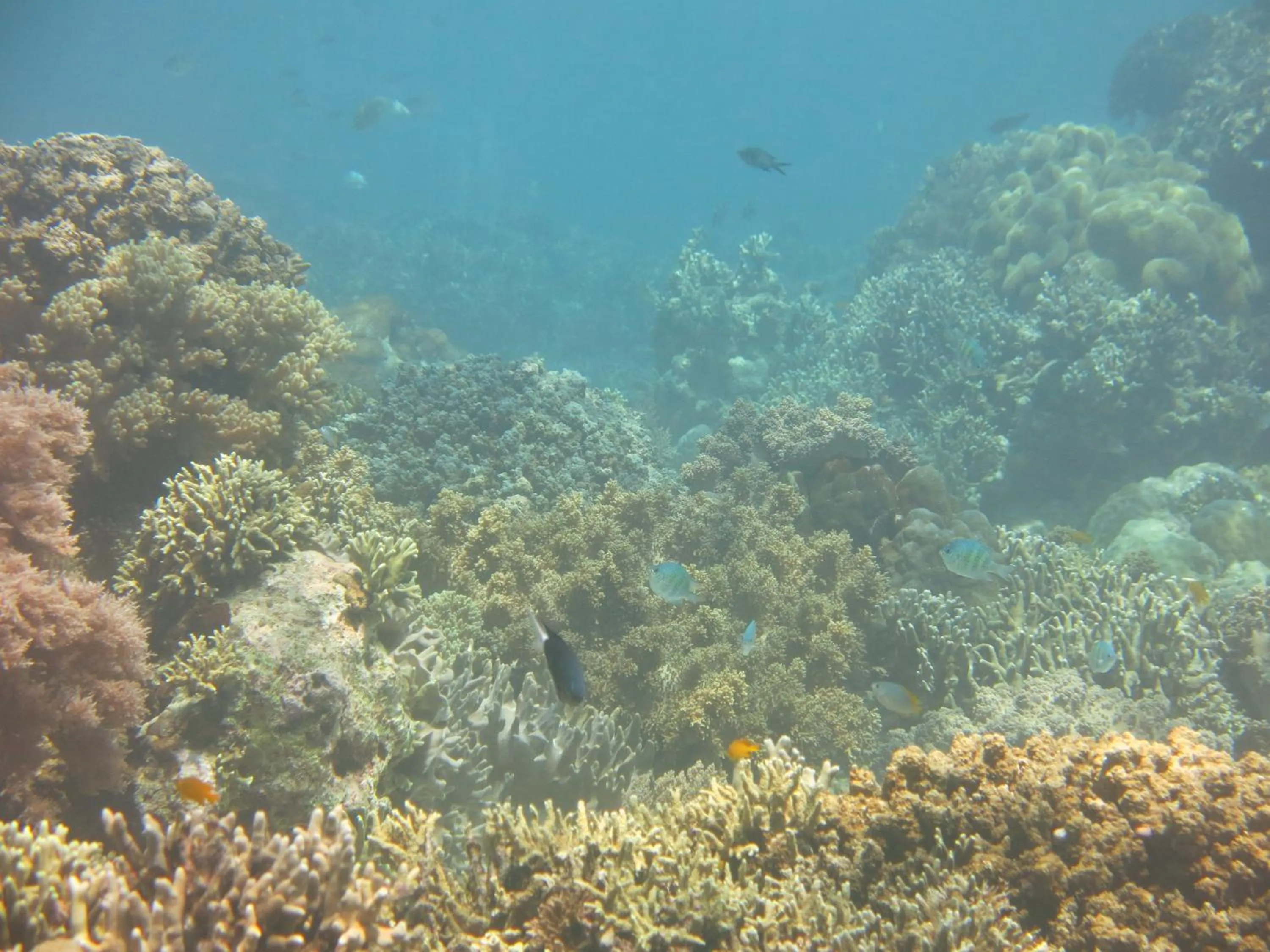 Snorkeling in Pande Guest House