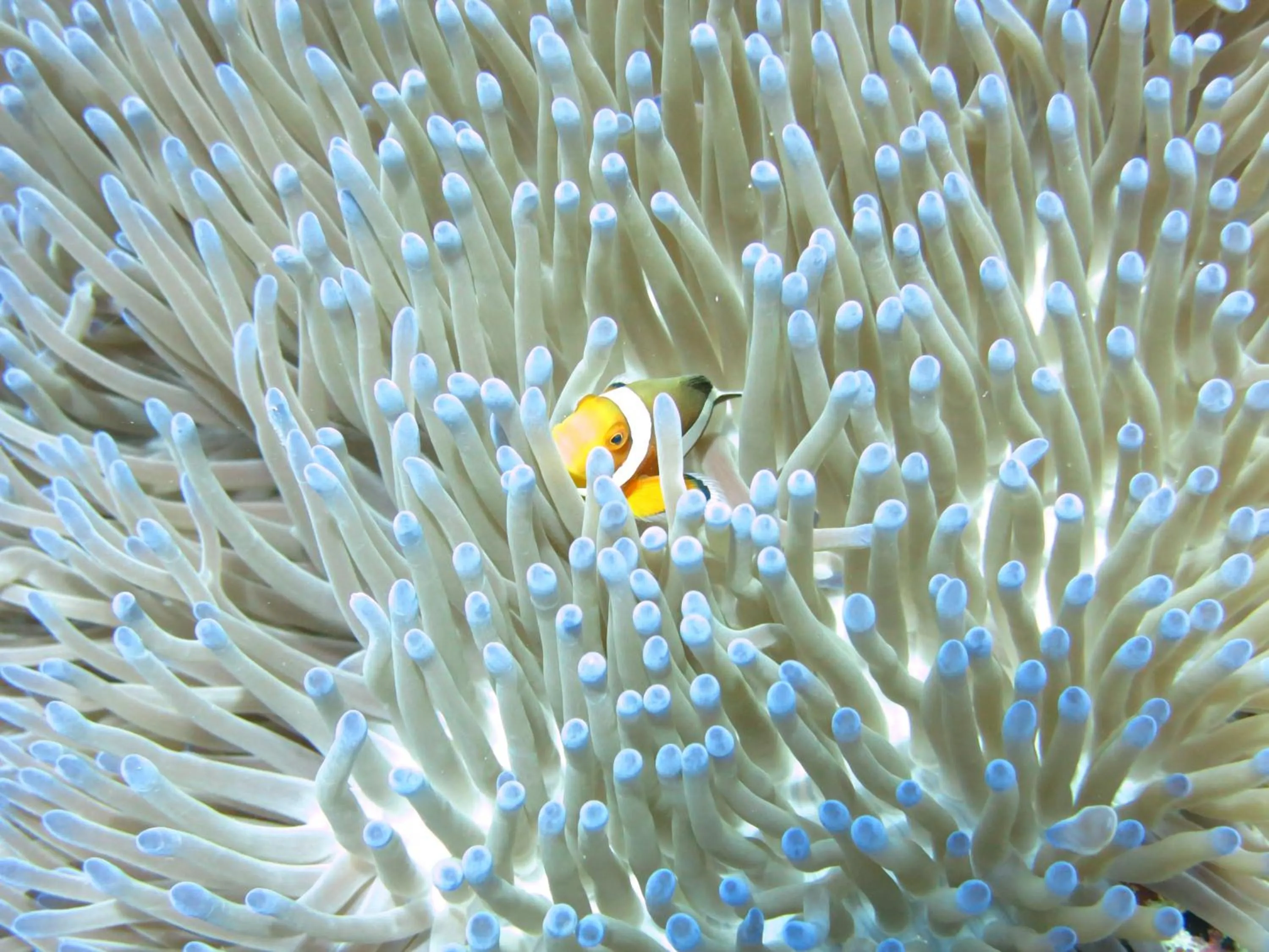 Snorkeling in Pande Guest House
