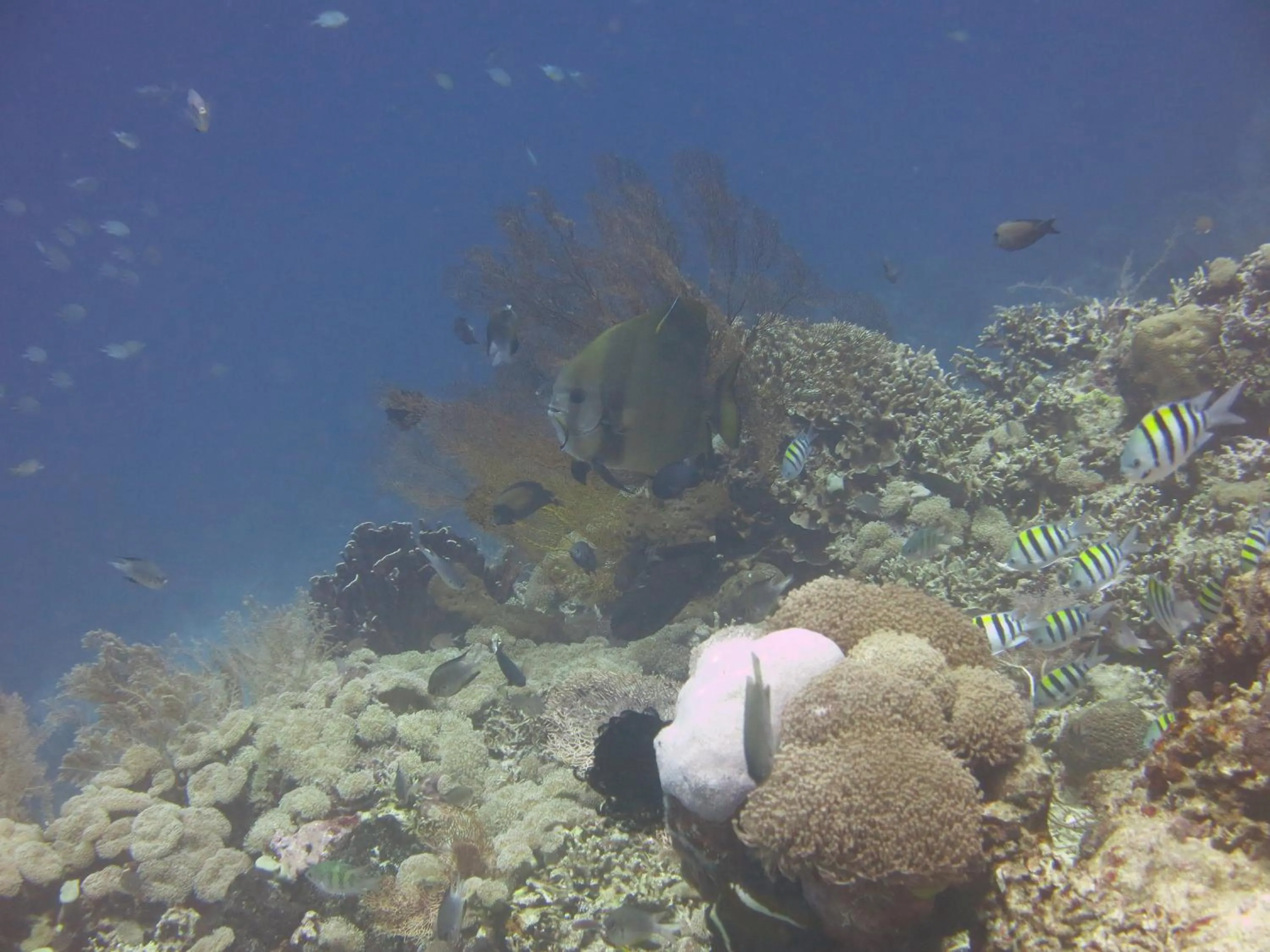 Snorkeling in Pande Guest House