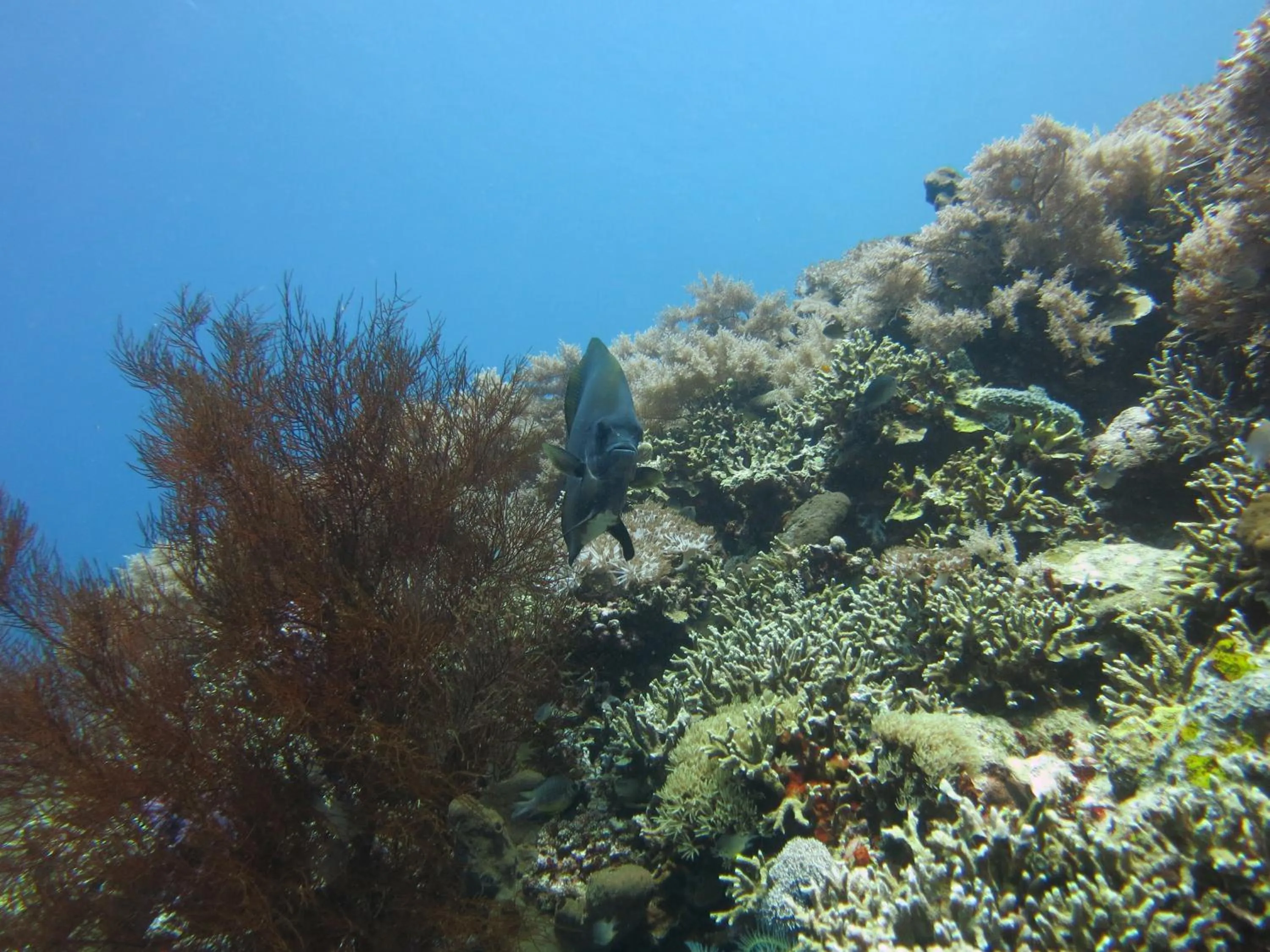 Snorkeling in Pande Guest House