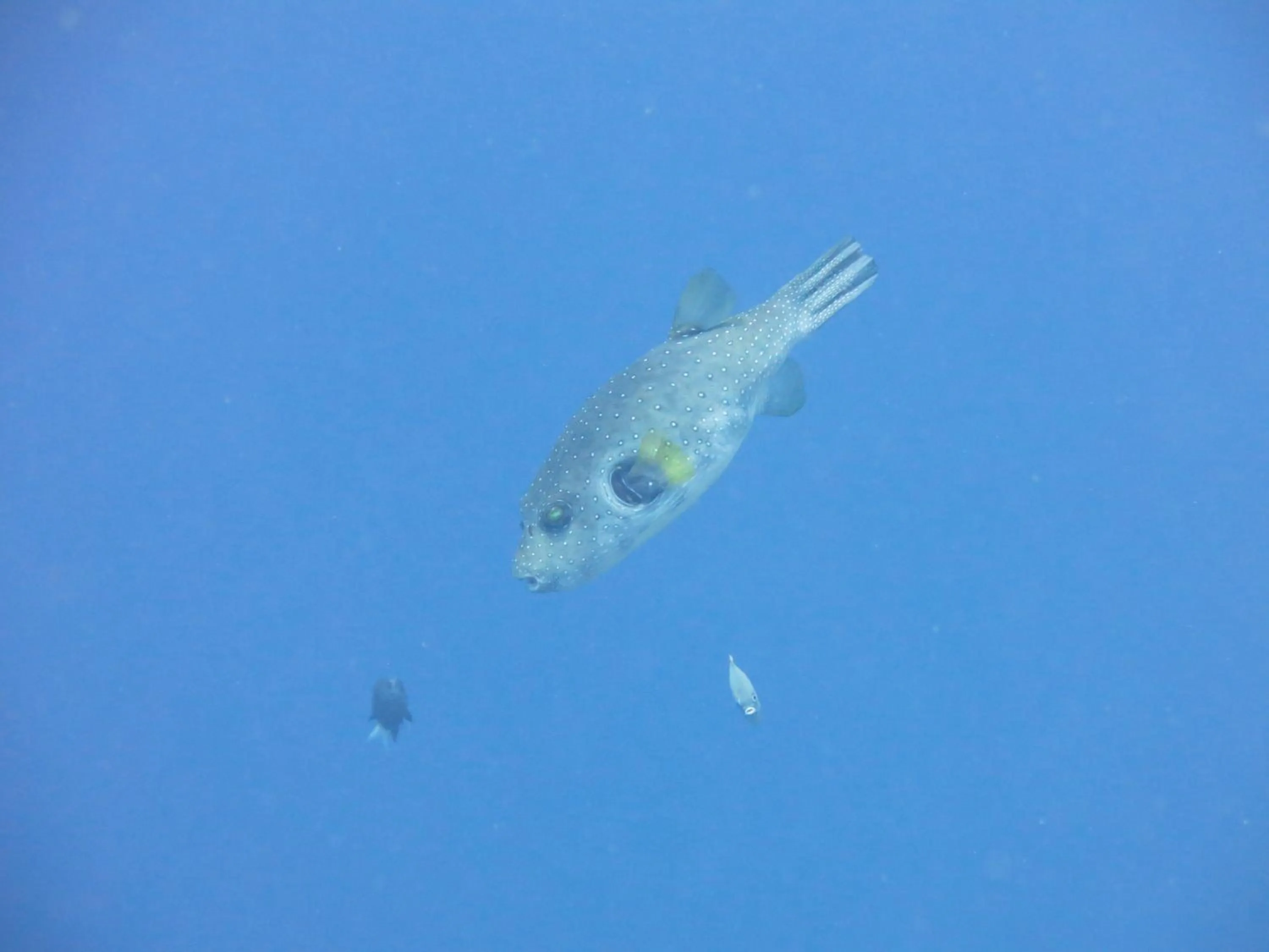 Snorkeling in Pande Guest House
