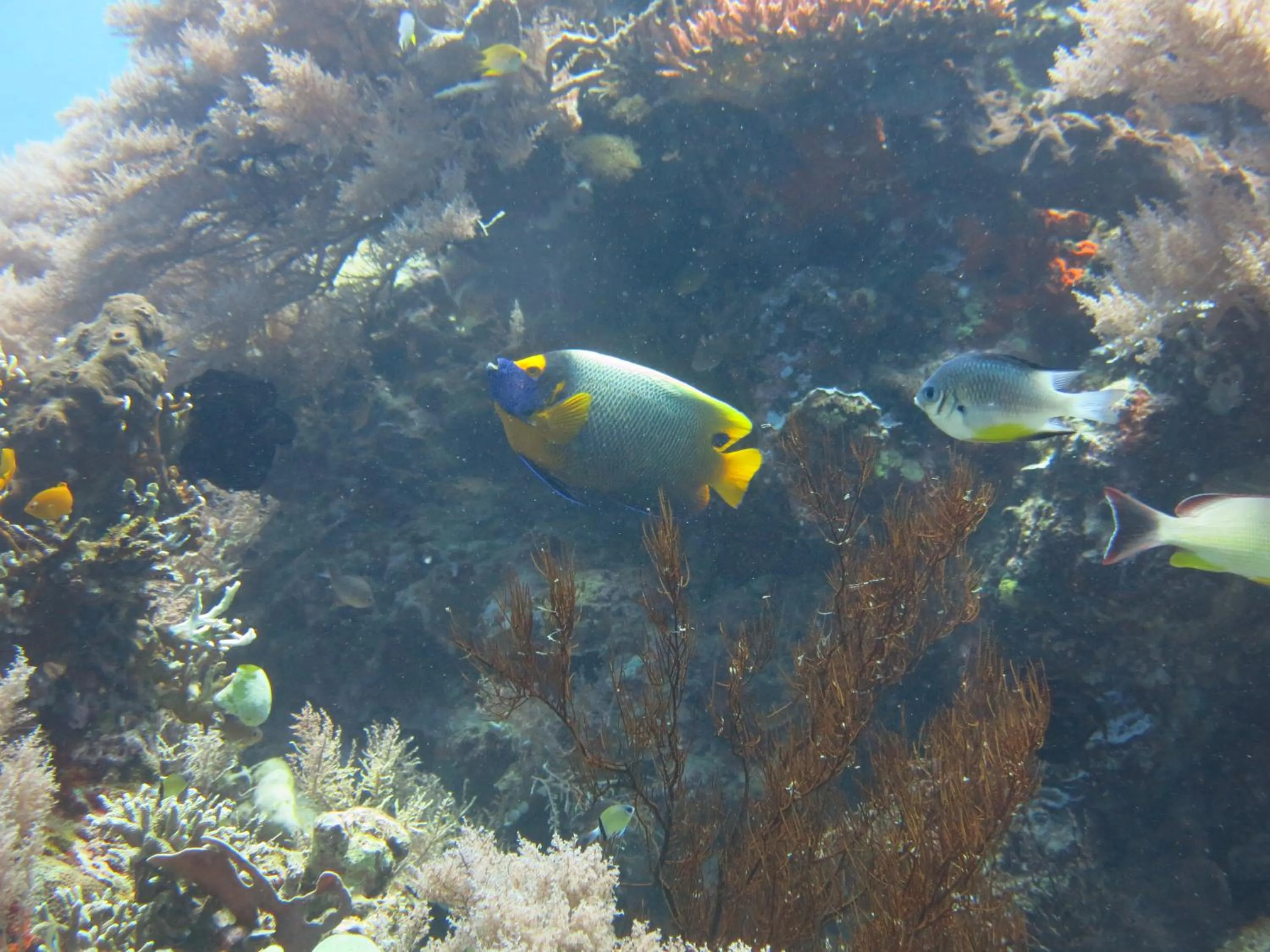 Snorkeling in Pande Guest House