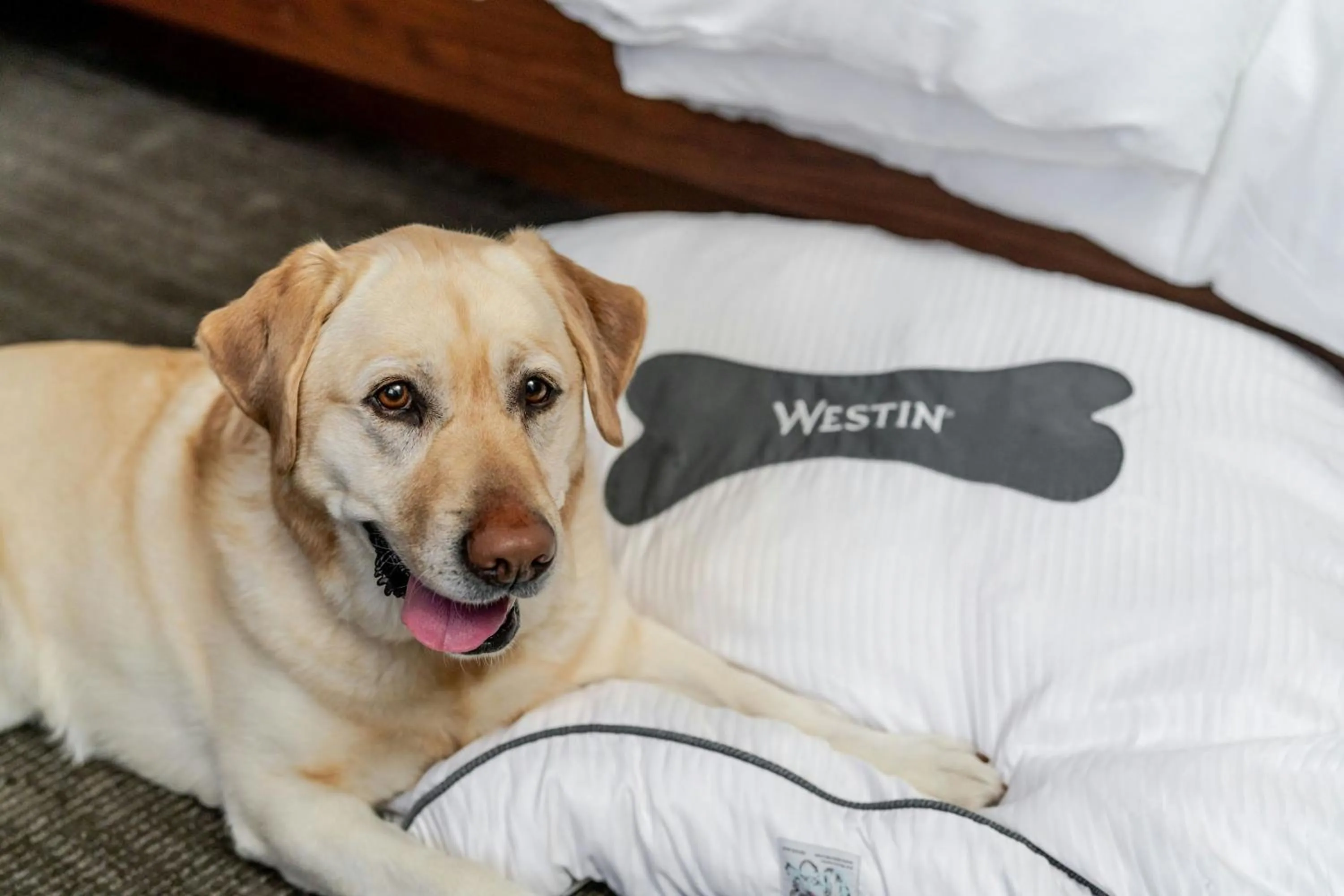 Other in The Westin Charlotte