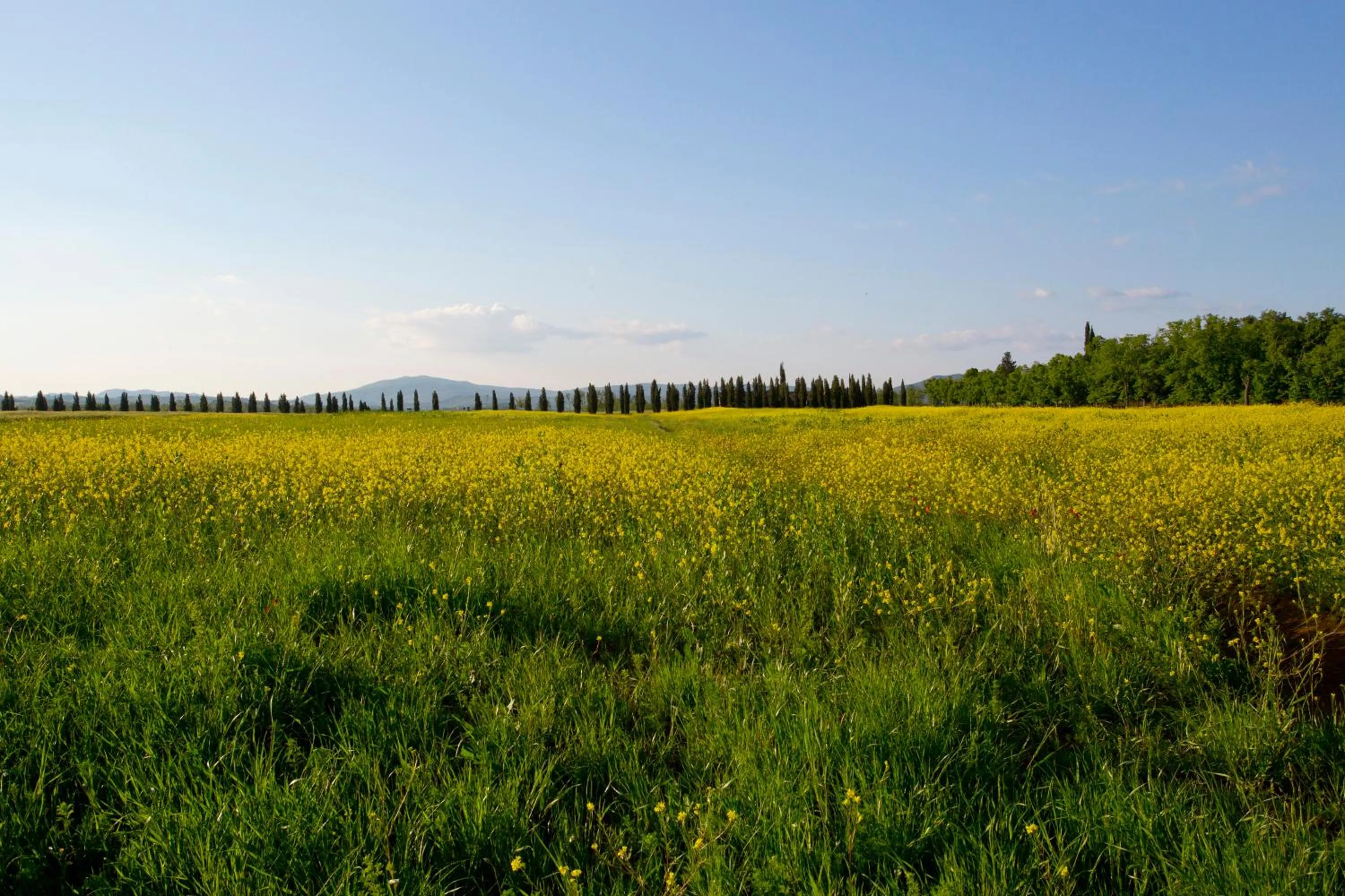 View (from property/room) in Casale San Galgano