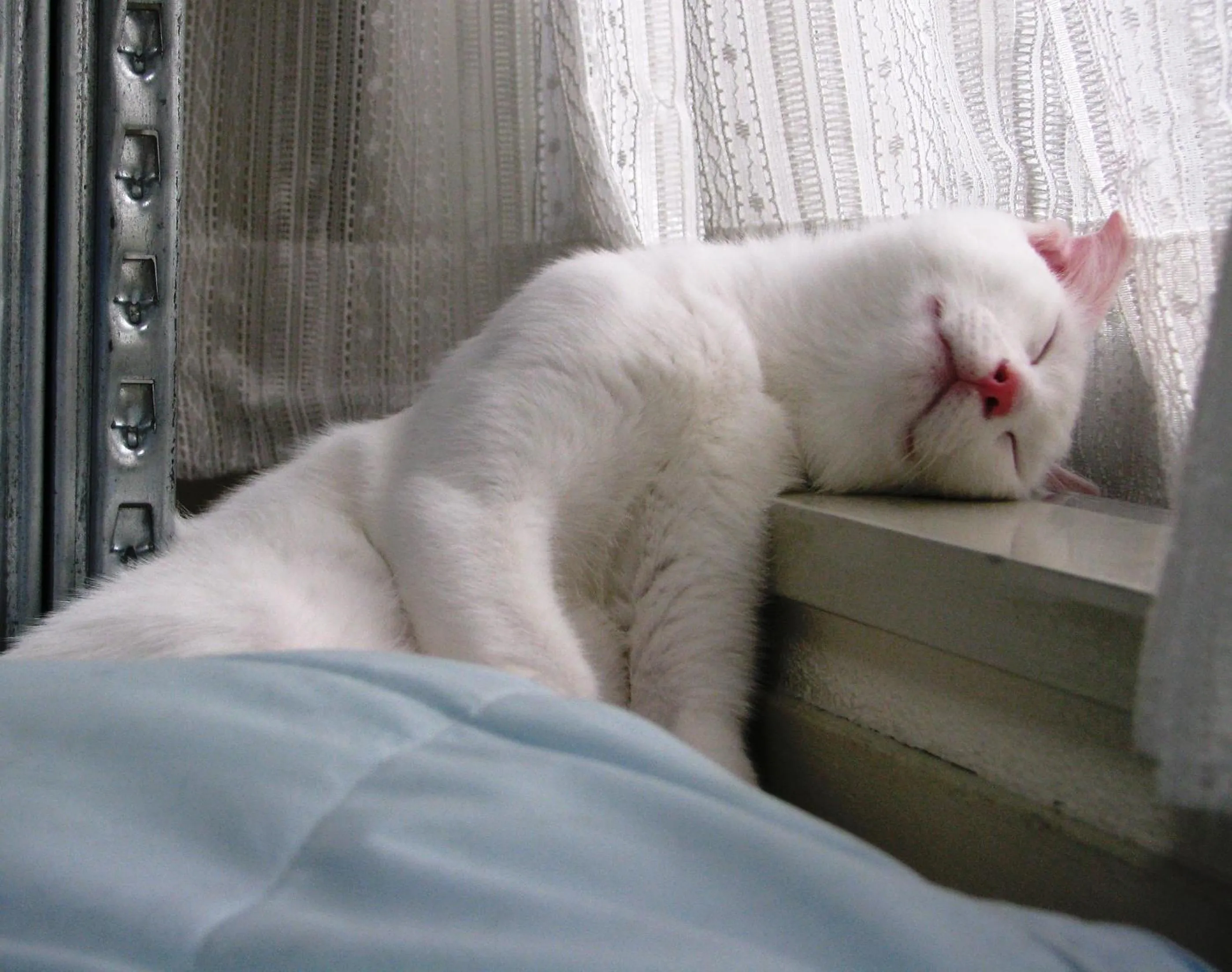 Pets in Casale San Galgano