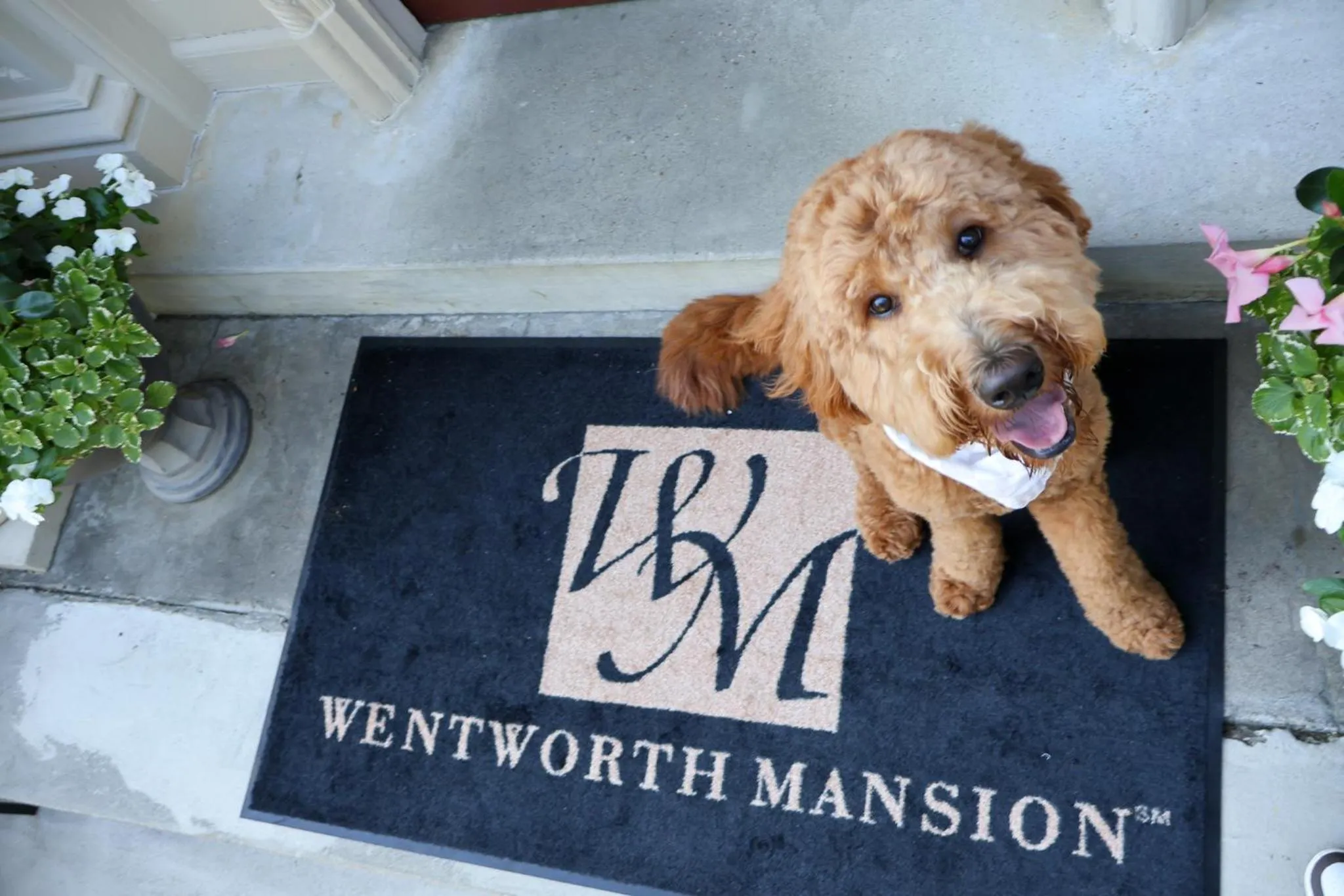 Pets in Wentworth Mansion