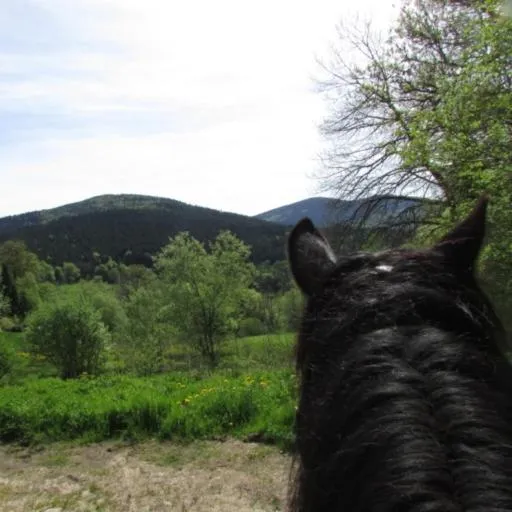Horse-riding in B&B Les Paddocks