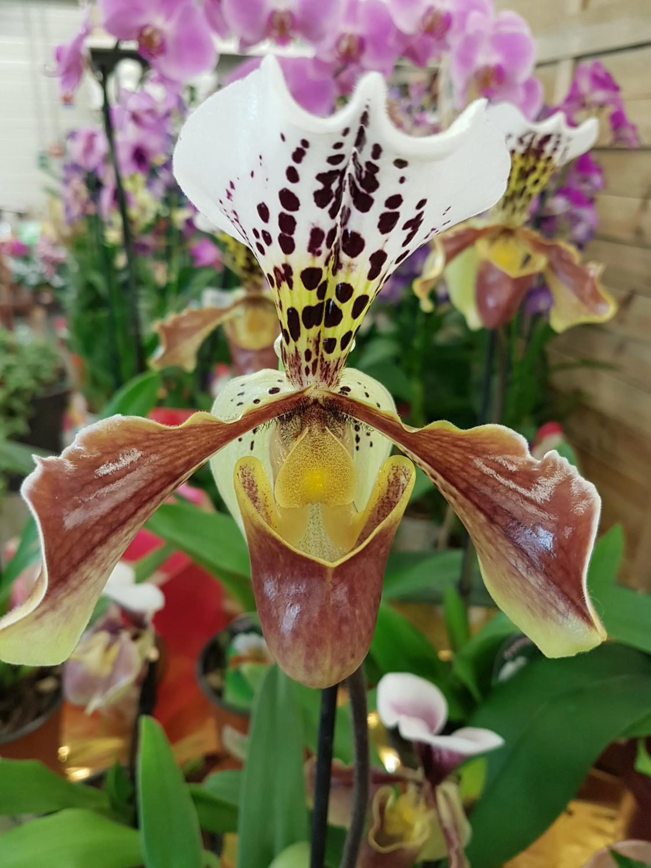 Hotel du Commerce Chez Stéphane