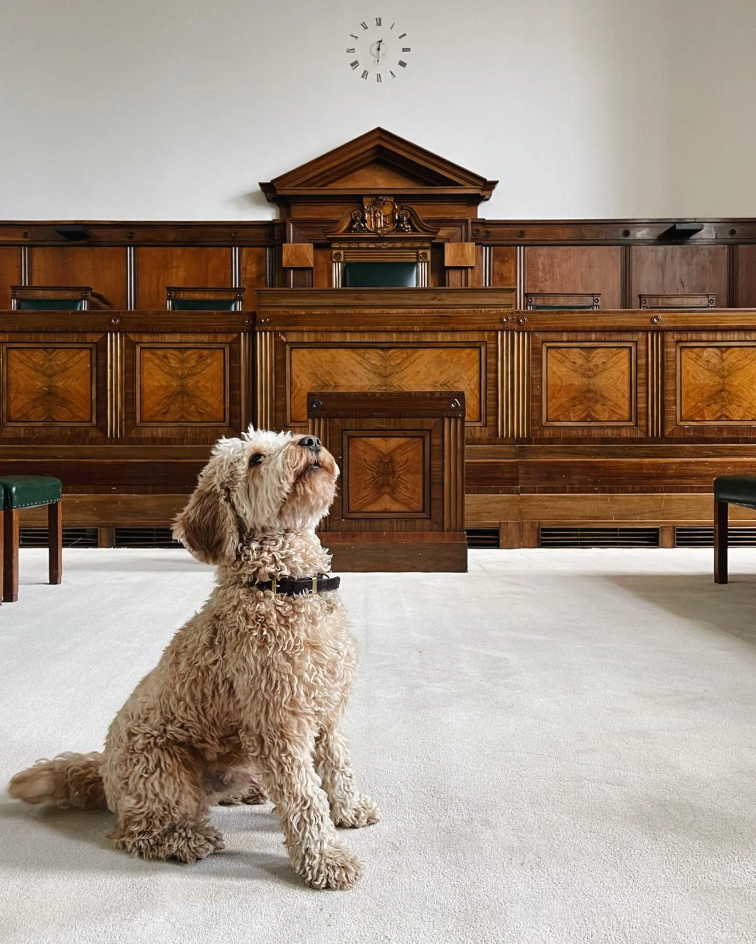 Pets in Town Hall Hotel - Shoreditch