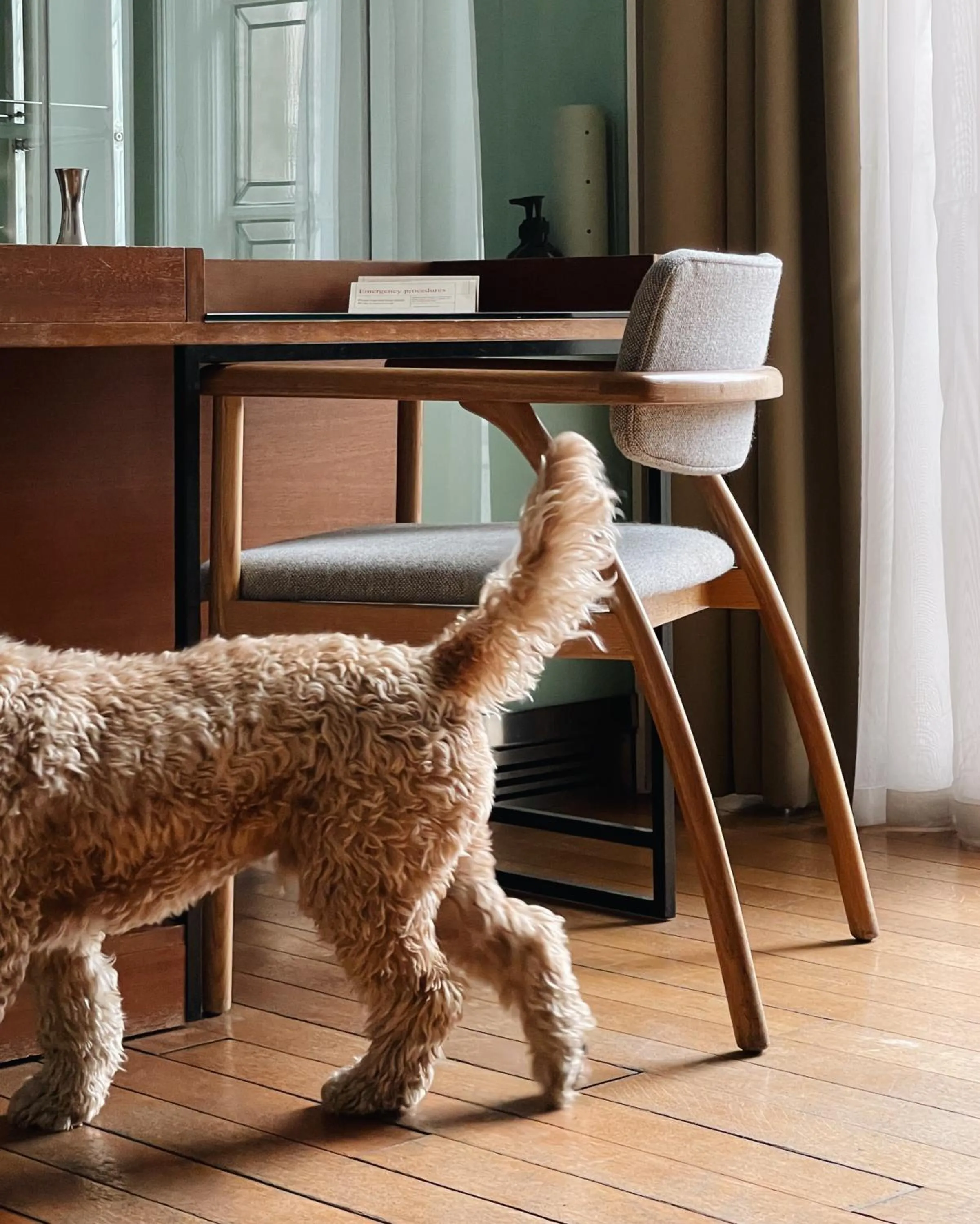 Pets in Town Hall Hotel - Shoreditch