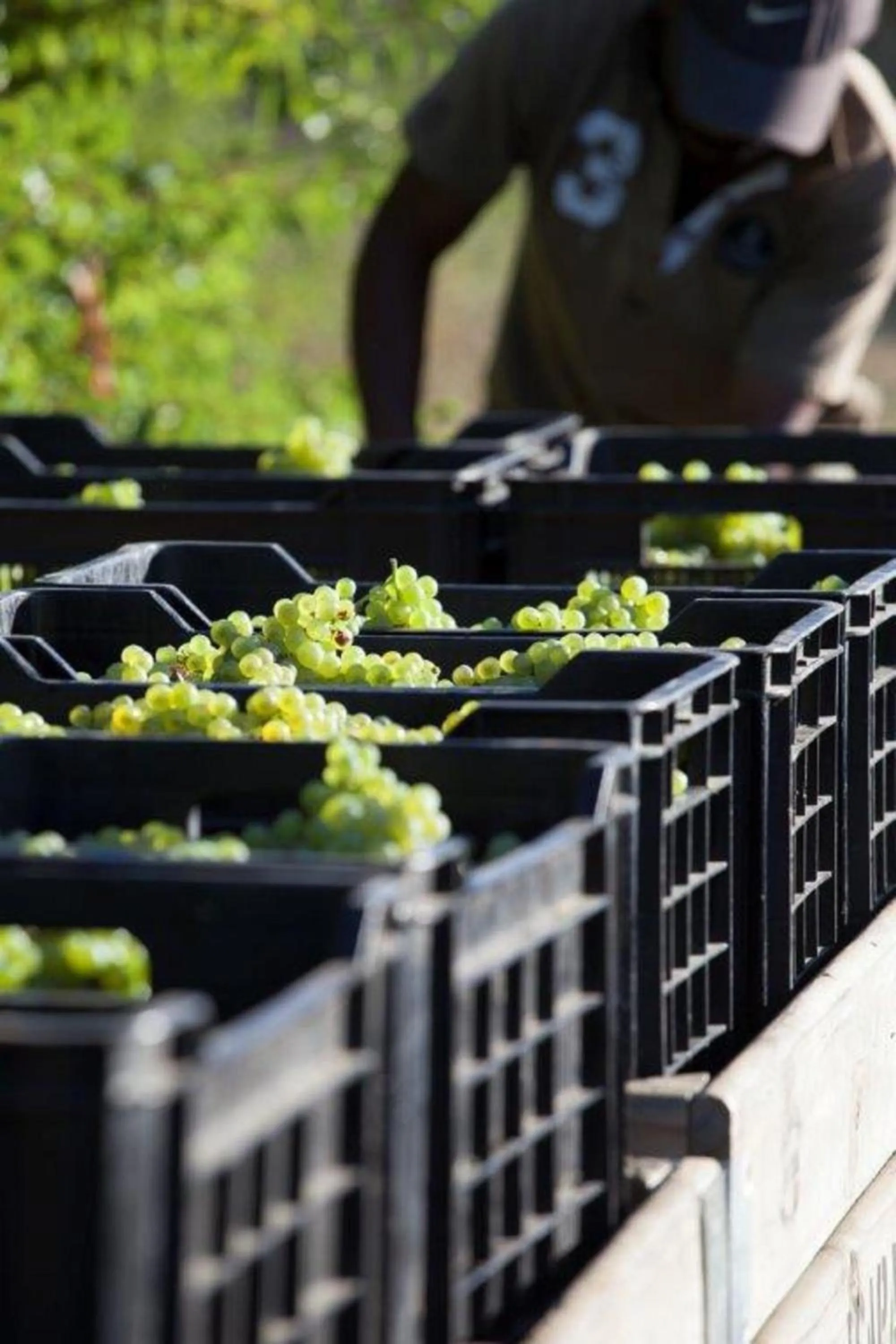 Activities in ASARA Wine Estate & Hotel