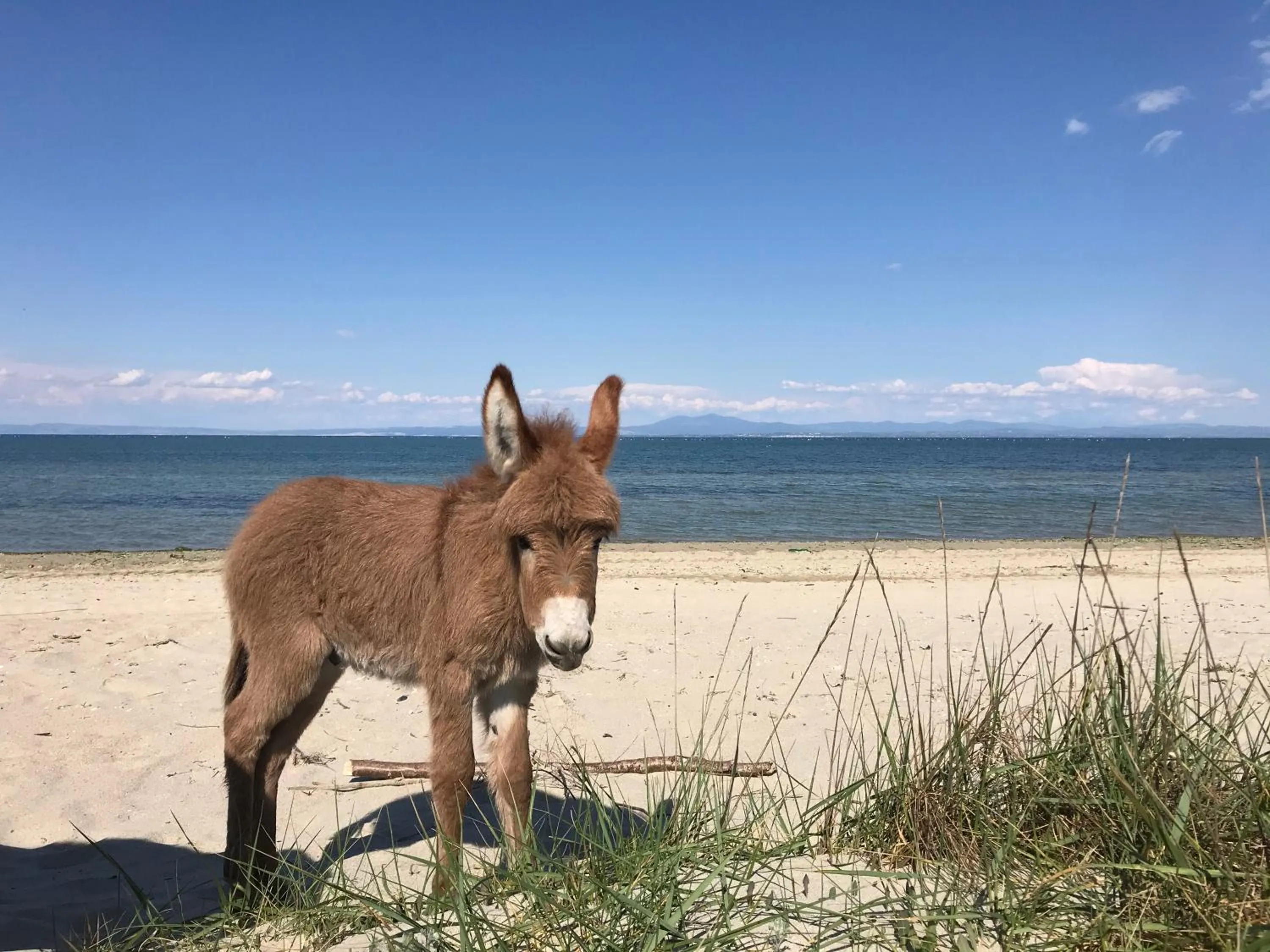 Beach in Hotel Villa Sevasti