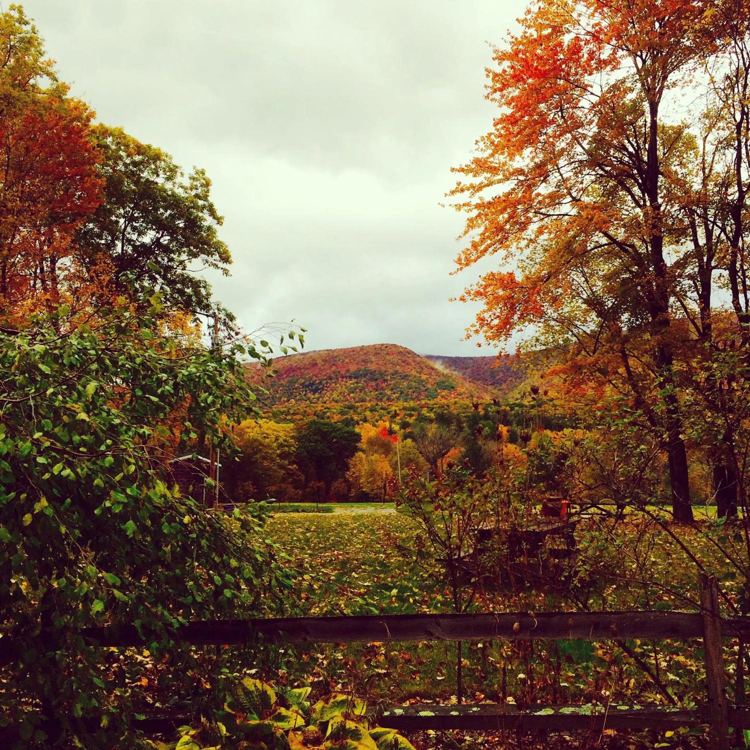 Pets in Aerie Inn of Vermont