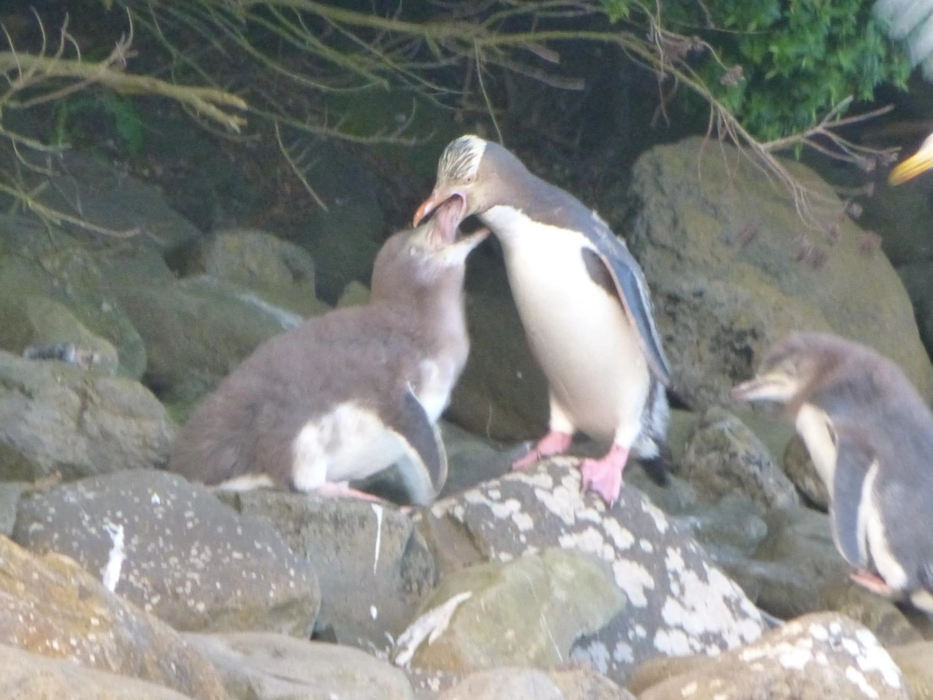 Activities in Owaka Lodge Motel