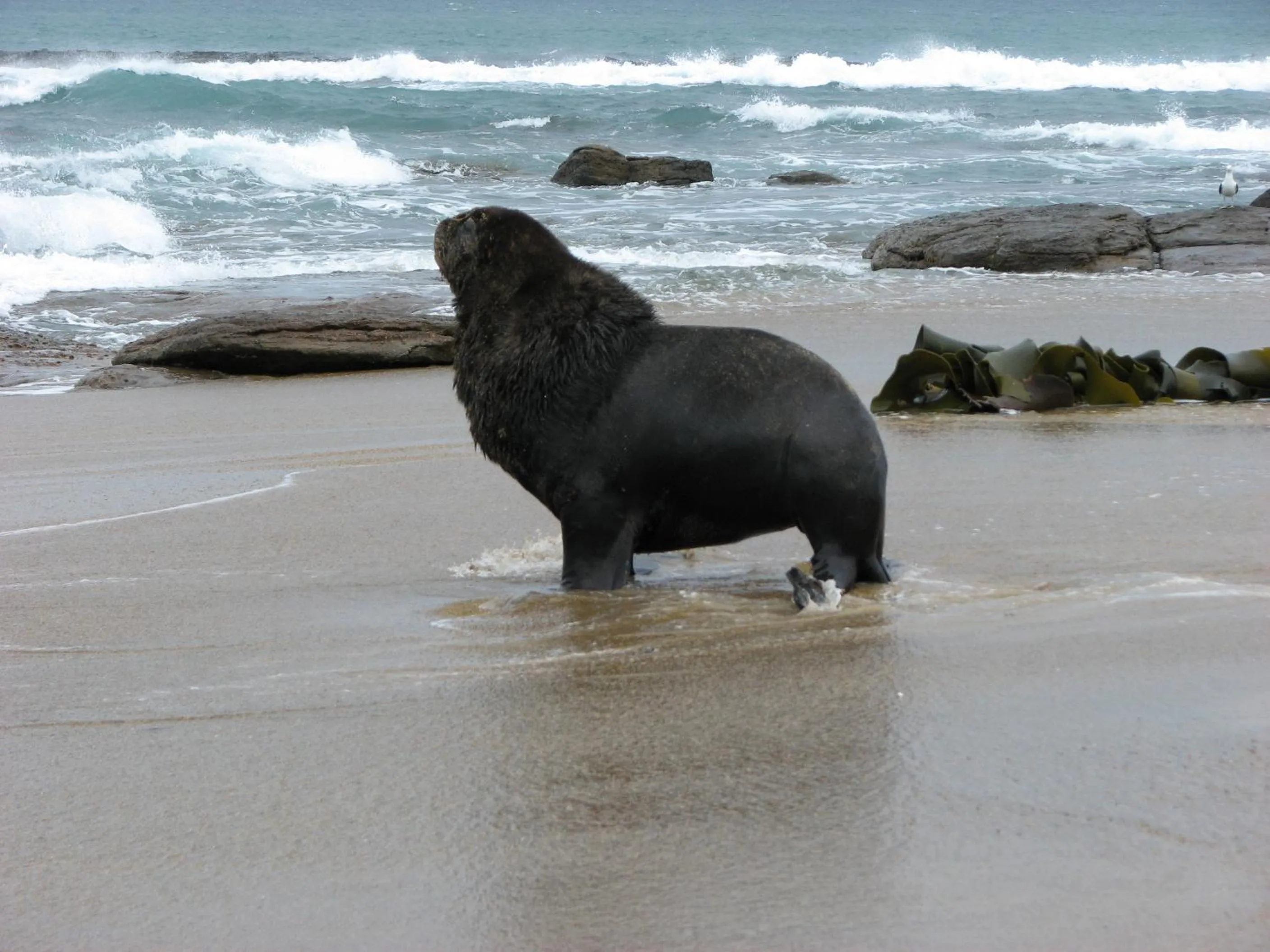 Animals in Owaka Lodge Motel